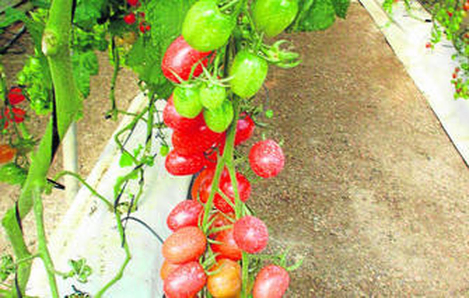 La finca ensaya para mejorar el sabor de los tomates.