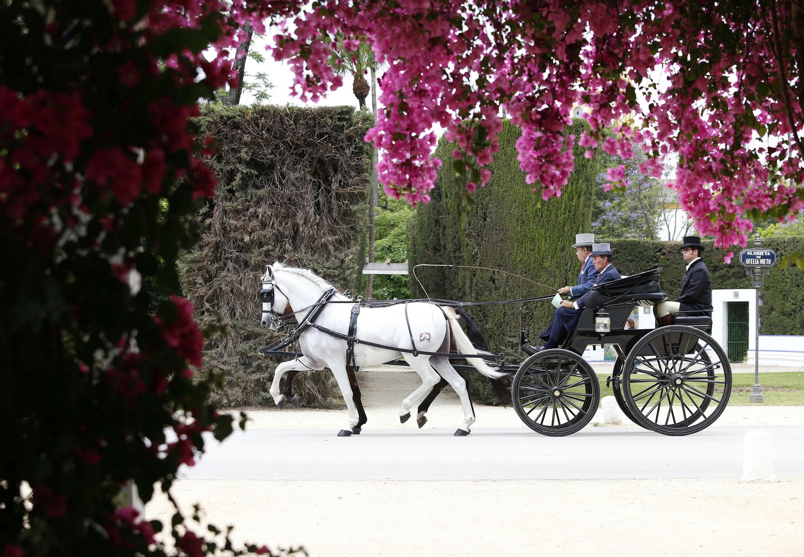 Un tronco pasando ante la glorieta de Ofelia Nieto durante el recorrido por el interior del parque de María Luisa.