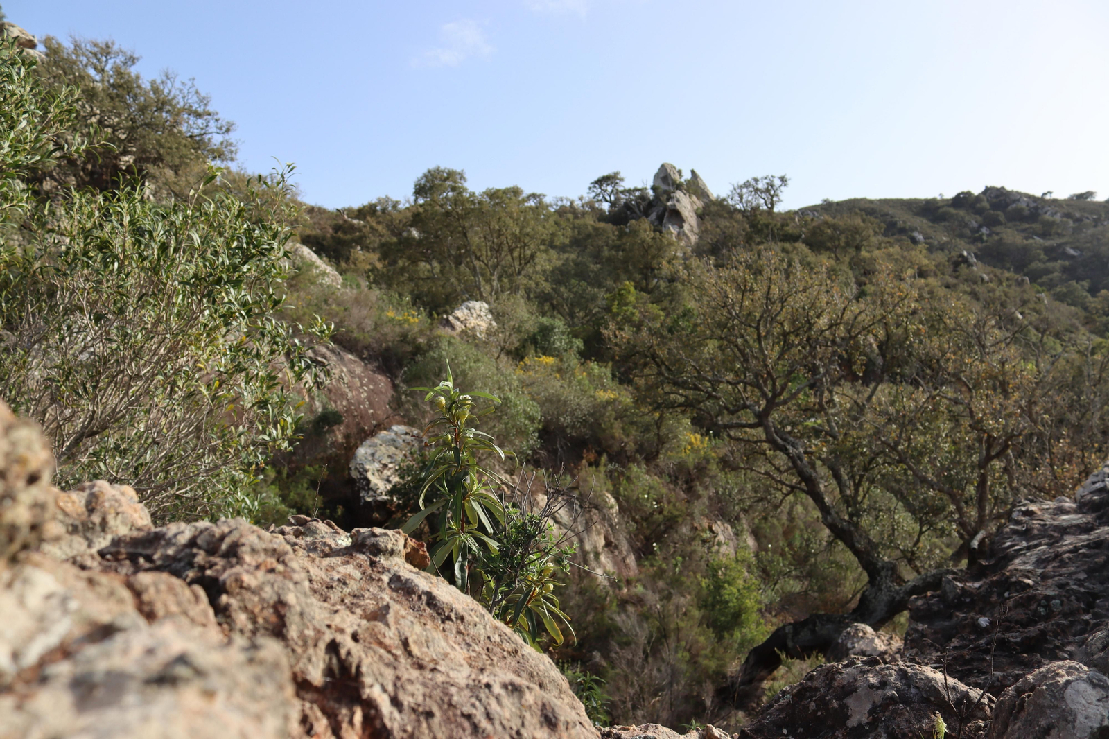 Fotos de la flora y fauna del Parque Natural de Los Alcornocales