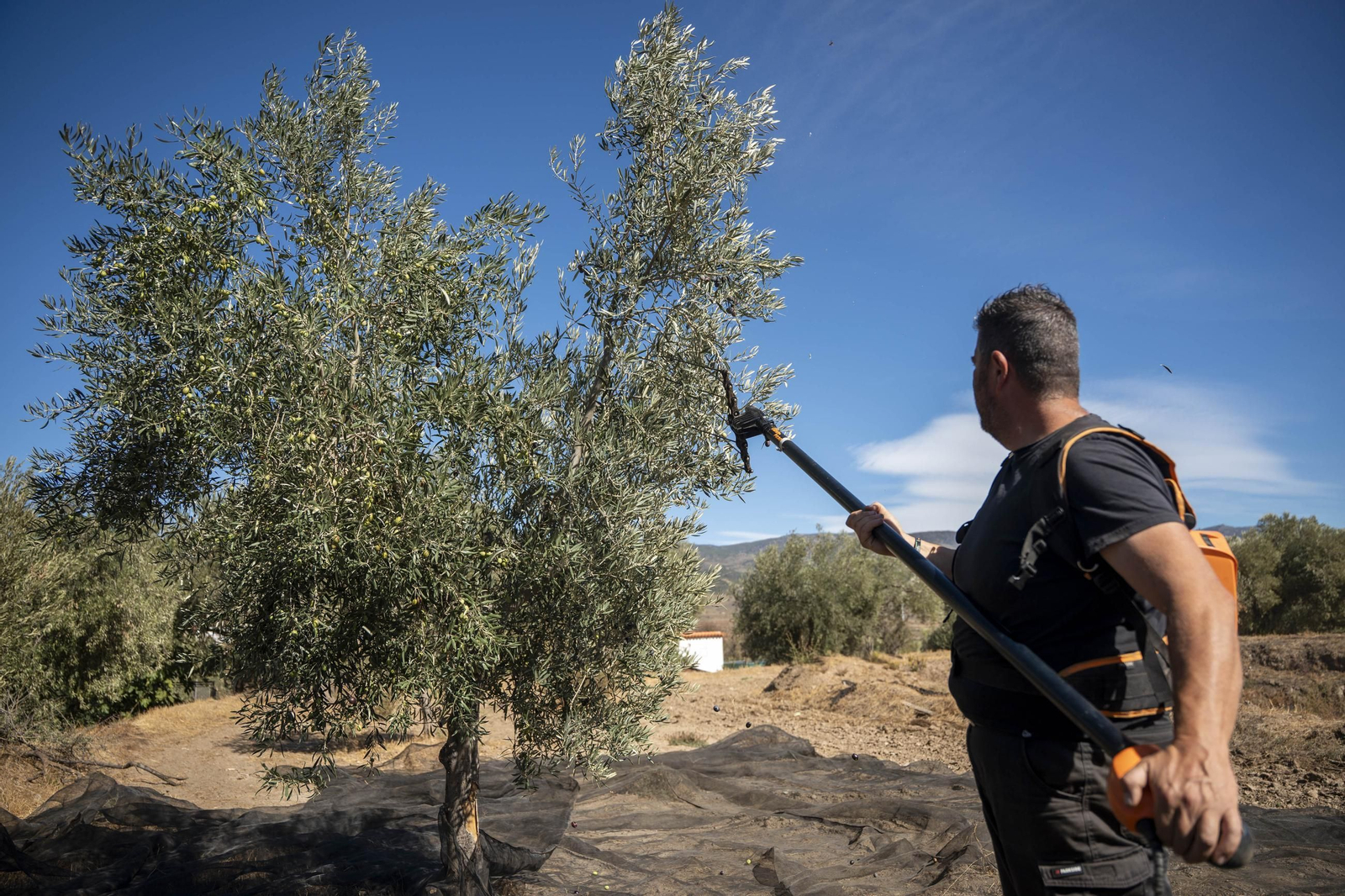 Las imágenes de la campaña recogida de acetuna en Fiñana