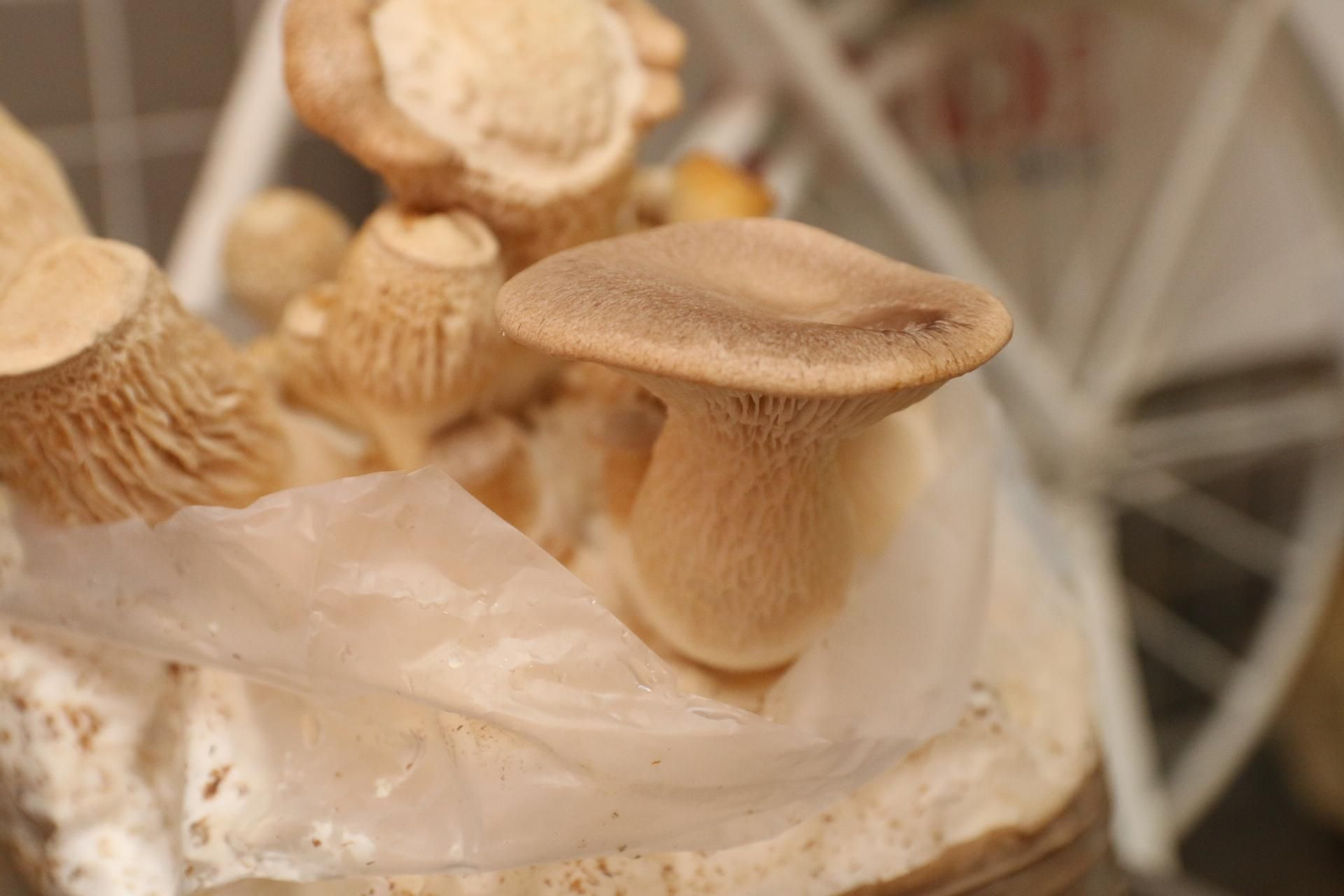 Fotogalería del Reino de las Setas