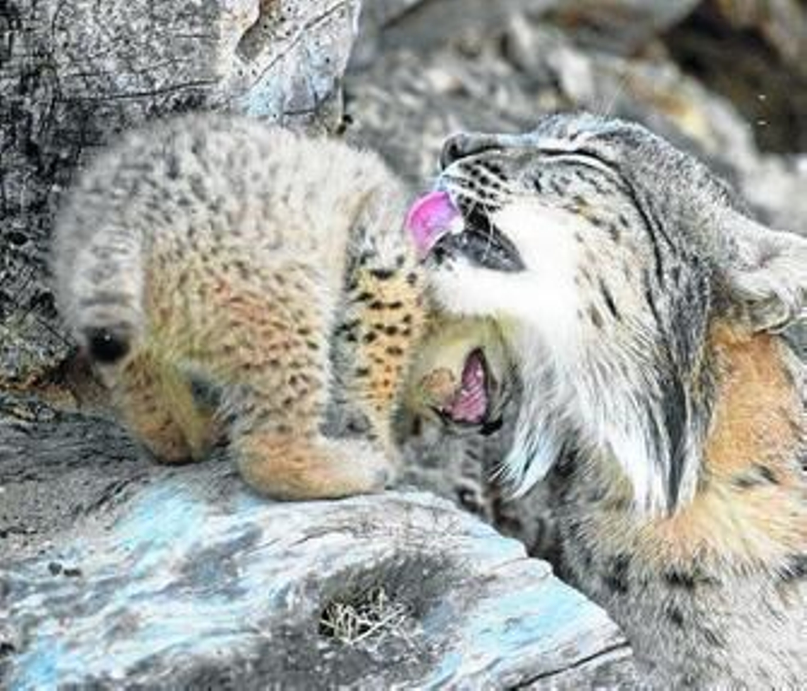 Una hembra de lince cuida de su cachorro en el centro de cría en cautividad.