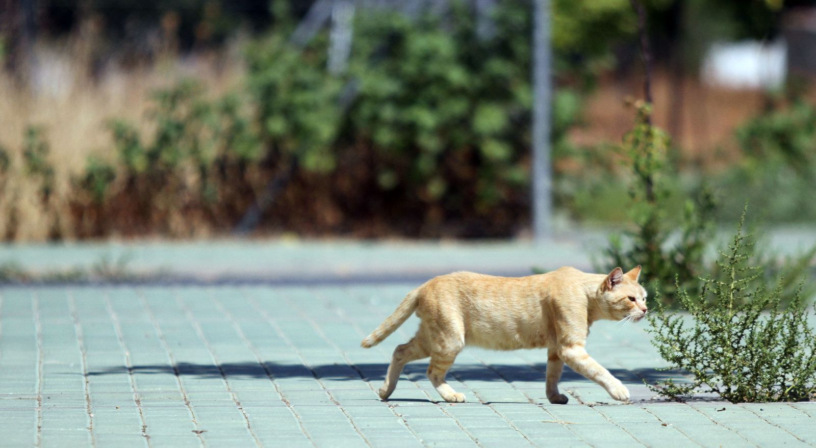 En Granada hay varias colonias de gatos ferales.