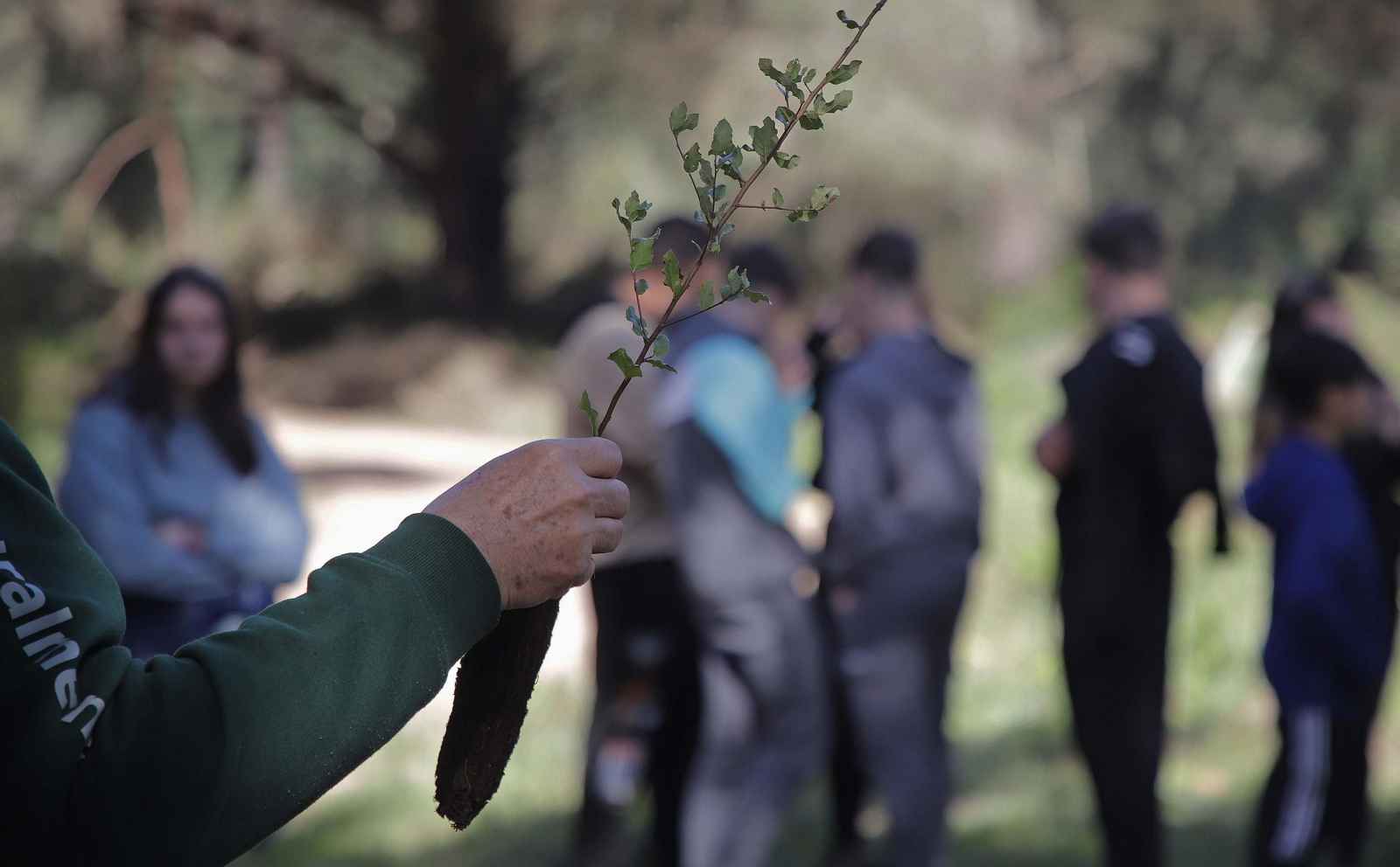 Fotografías de la plantación del programa 'Reverdece' de Acerinox Fotografías de la plantación del programa 'Reverdece' de Acerinox