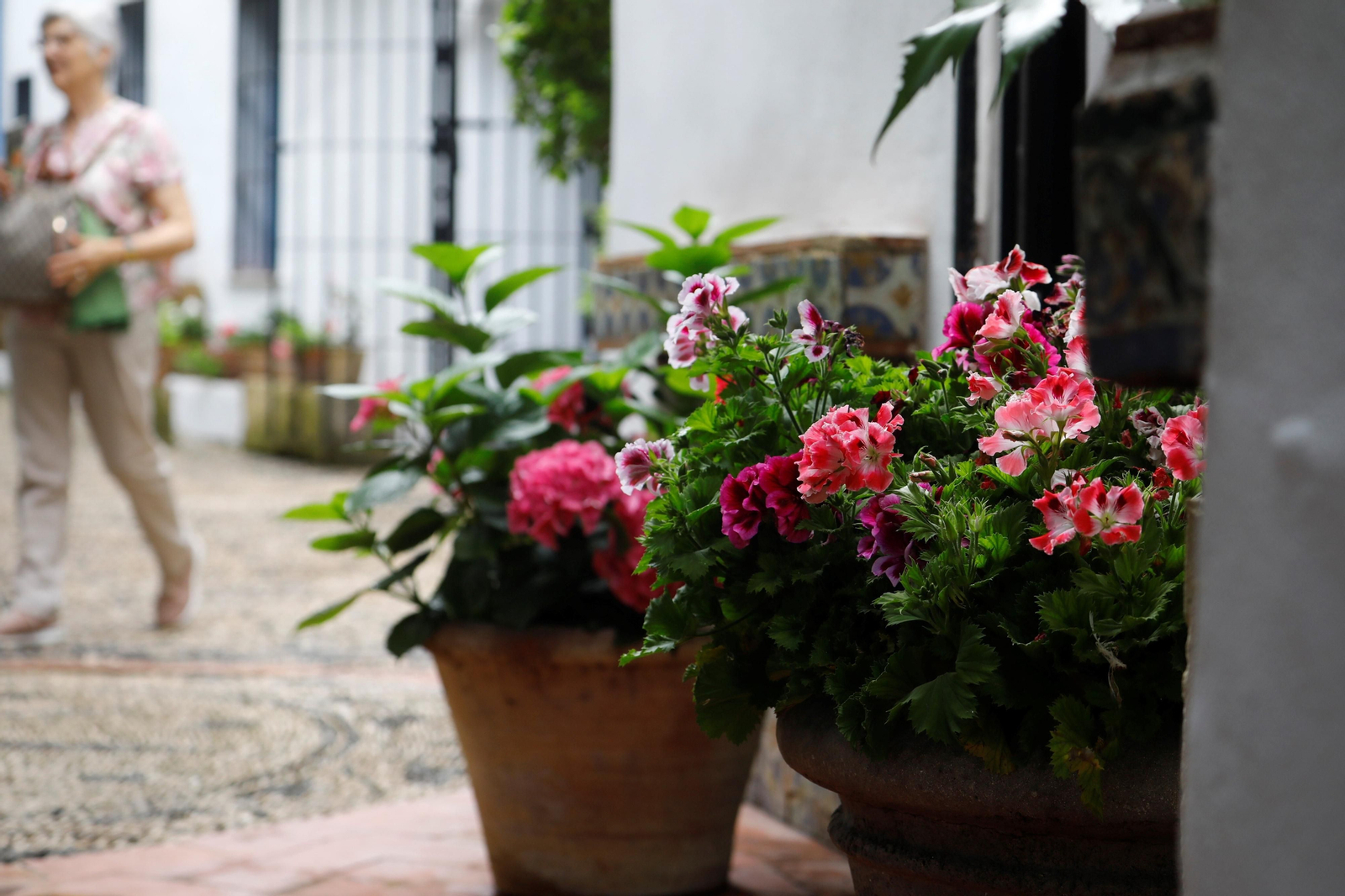 Los patios de Córdoba de la ruta Judería-San Francisco, en imágenes