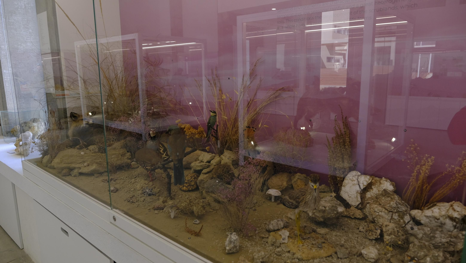 Descubre en estas fotos las maravillas que esconde el Pabellón de Historia Natural de la UAL