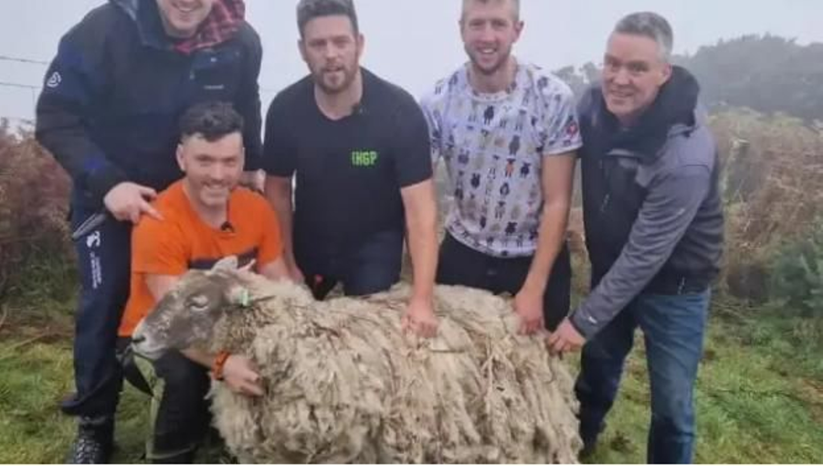 El increíble rescate a Fiona, la oveja "más sola del mundo"