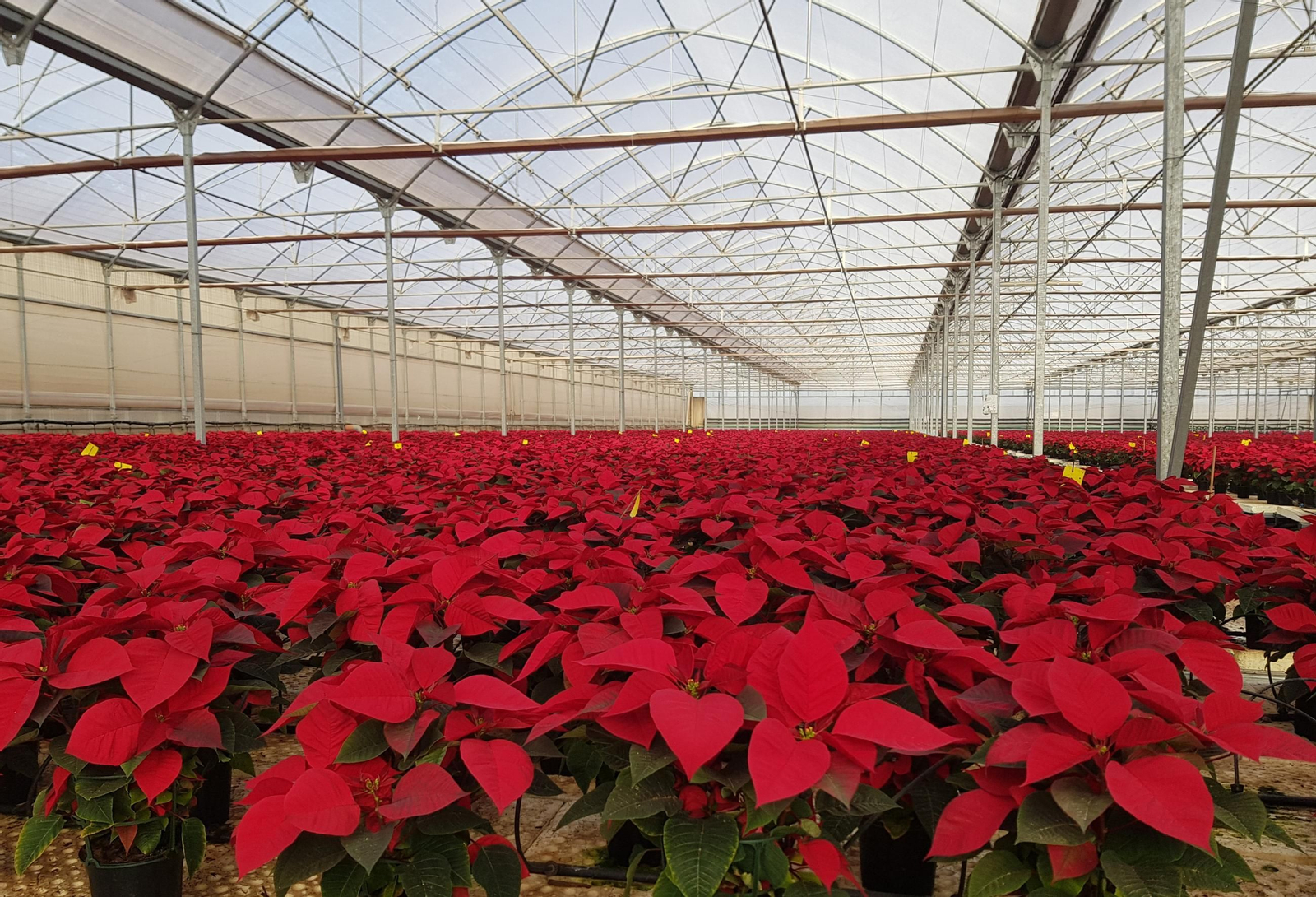 Invernadero con semilleros de flores de Pascua.