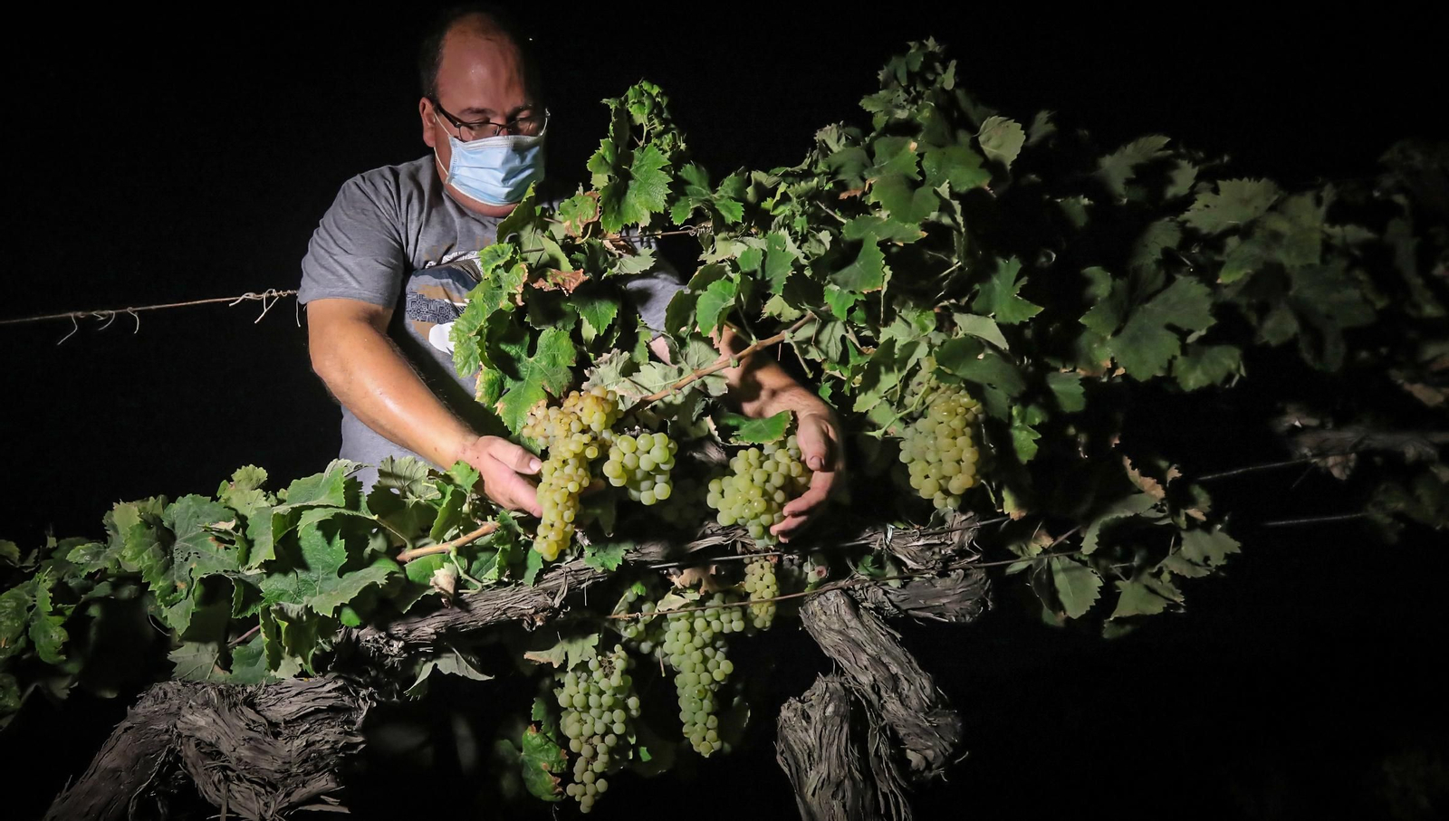 Vendimia en la Viña El Majuelo, de Bodegas Fundador.