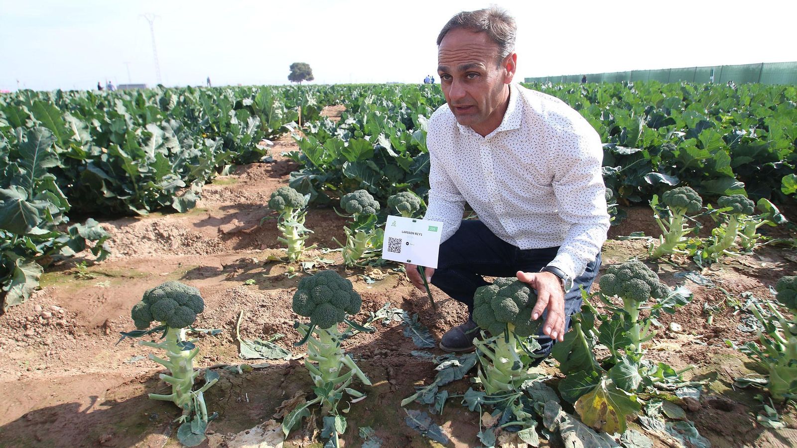 n José Hernández, especialista de cultivo de brásicas de Rijk Zwaan Ibérica.