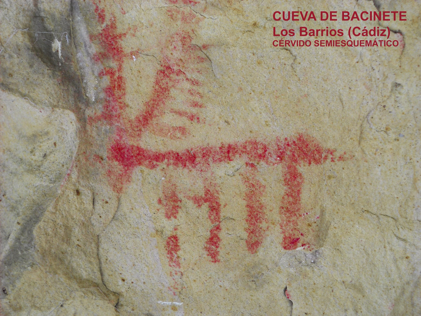 Cérvido semiesquemático en Bacinete, Los Barrios.