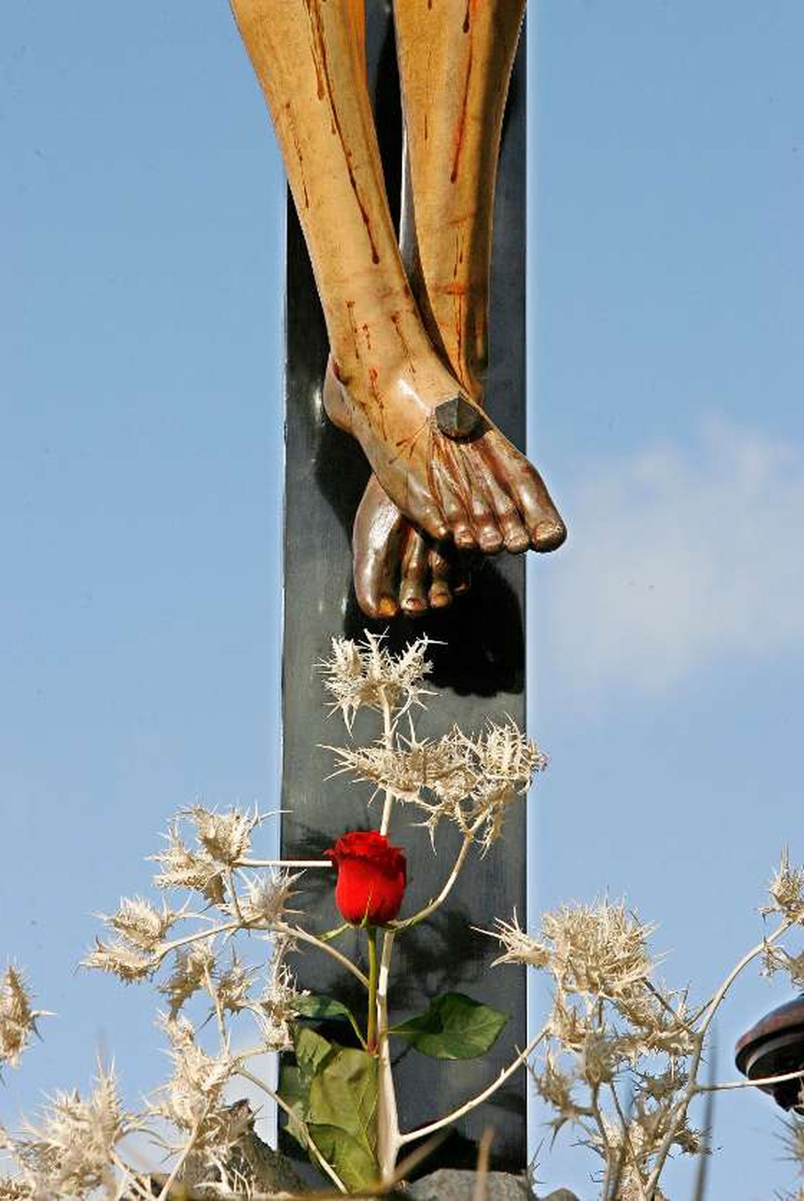Una rosa entre los cardos, simbolizando la sangre que perdió Cristo en la Cruz.

Foto: Pascual