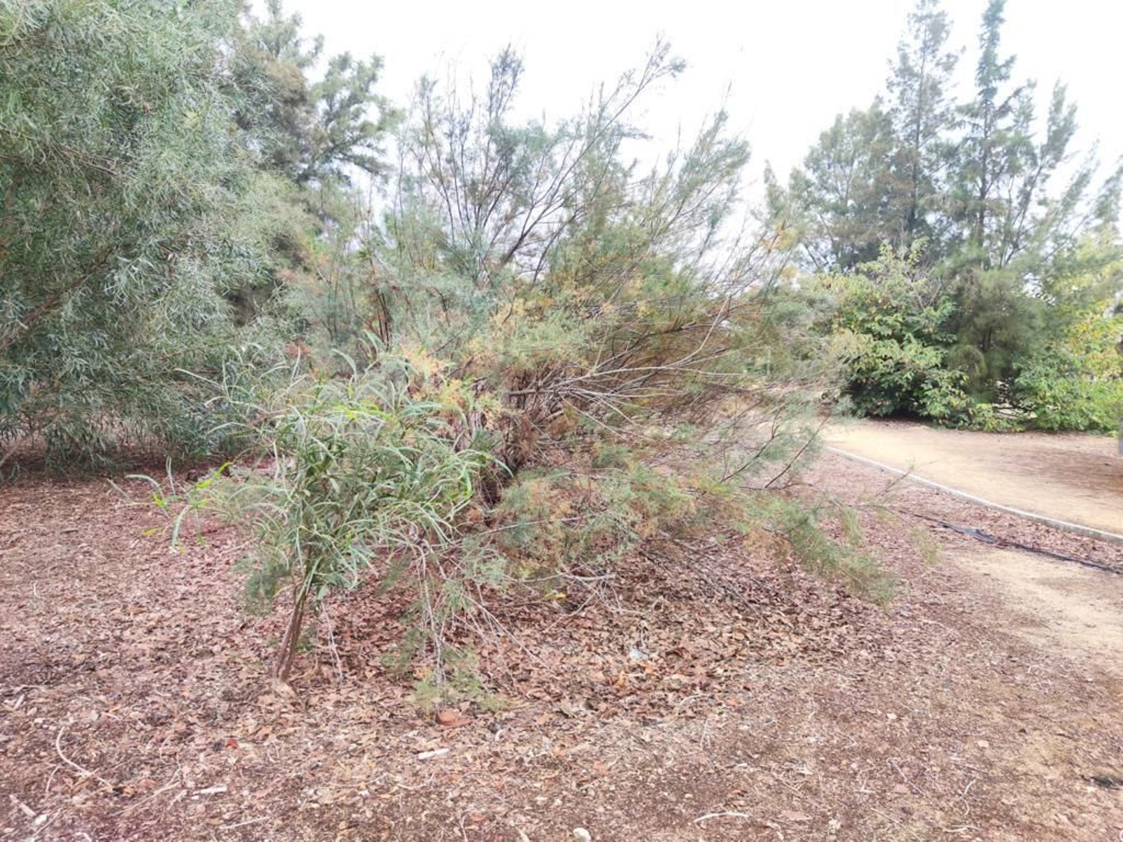 Quejas vecinales por el mal estado de los parques de Pozoalbero en Jerez.