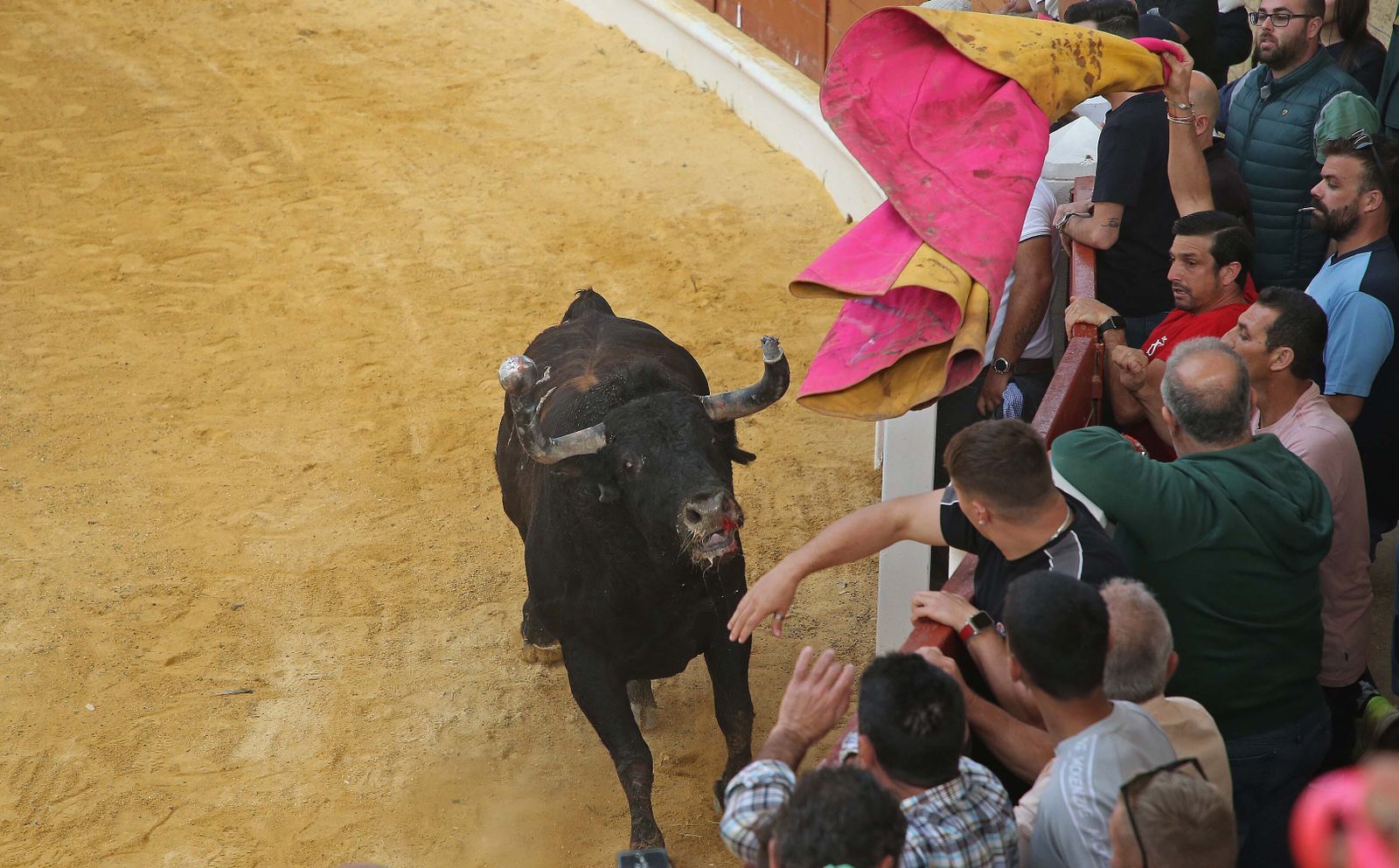 Fotos del Toro Embolao en Los Barrios