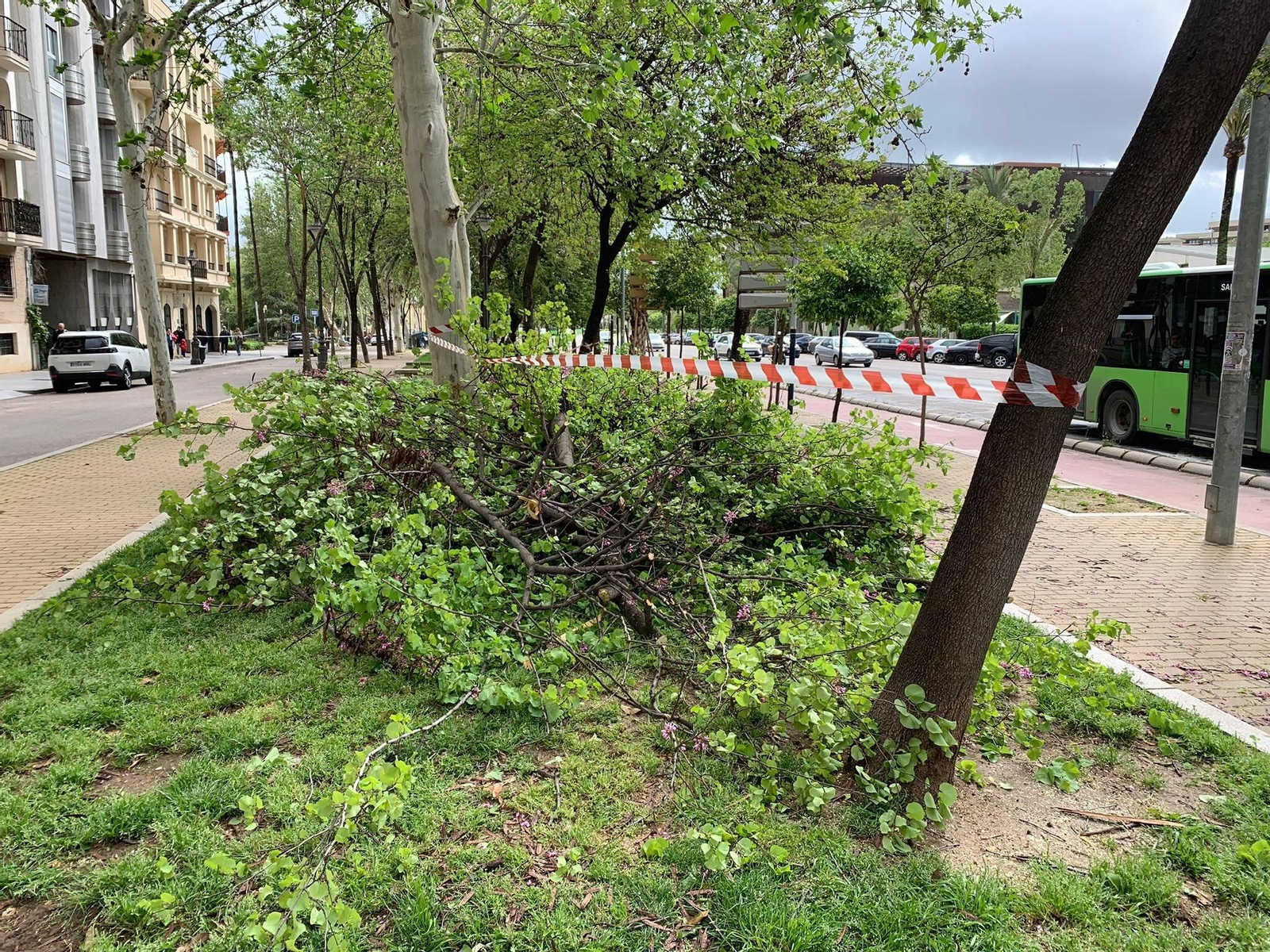Ramas caídas en la avenida de La Victoria.