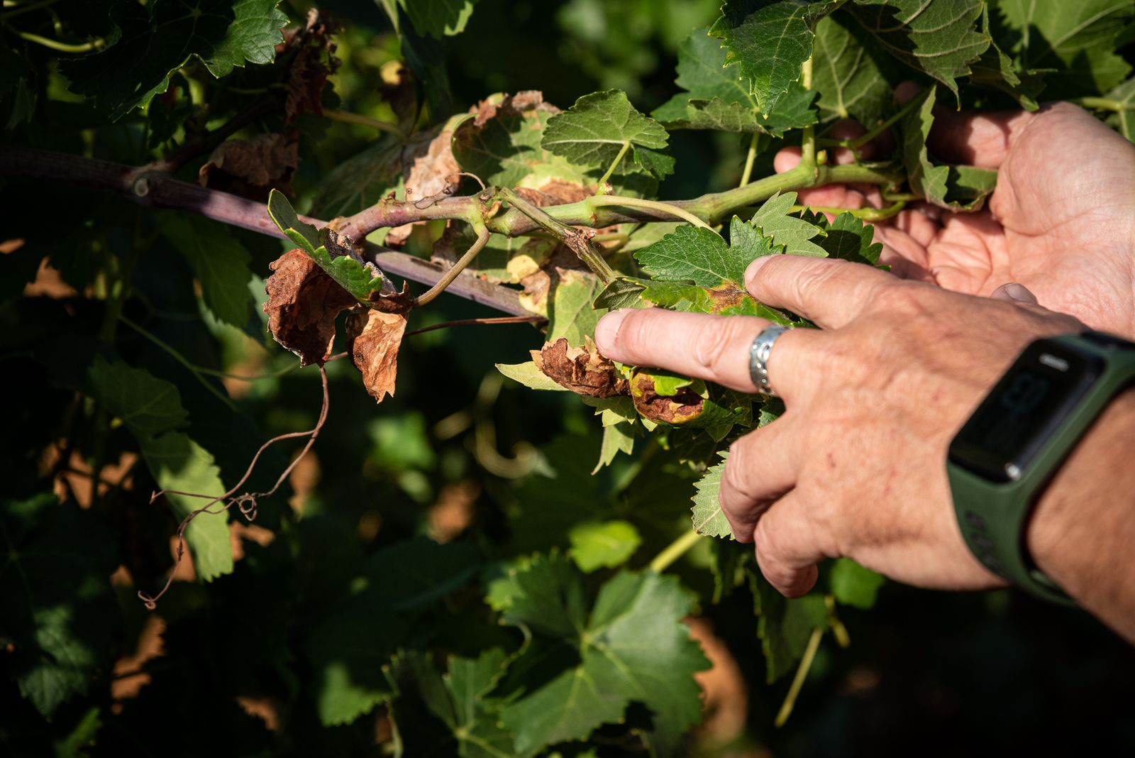 Imágenes de los estragos del parásito mildiu en los viñedos del Condado