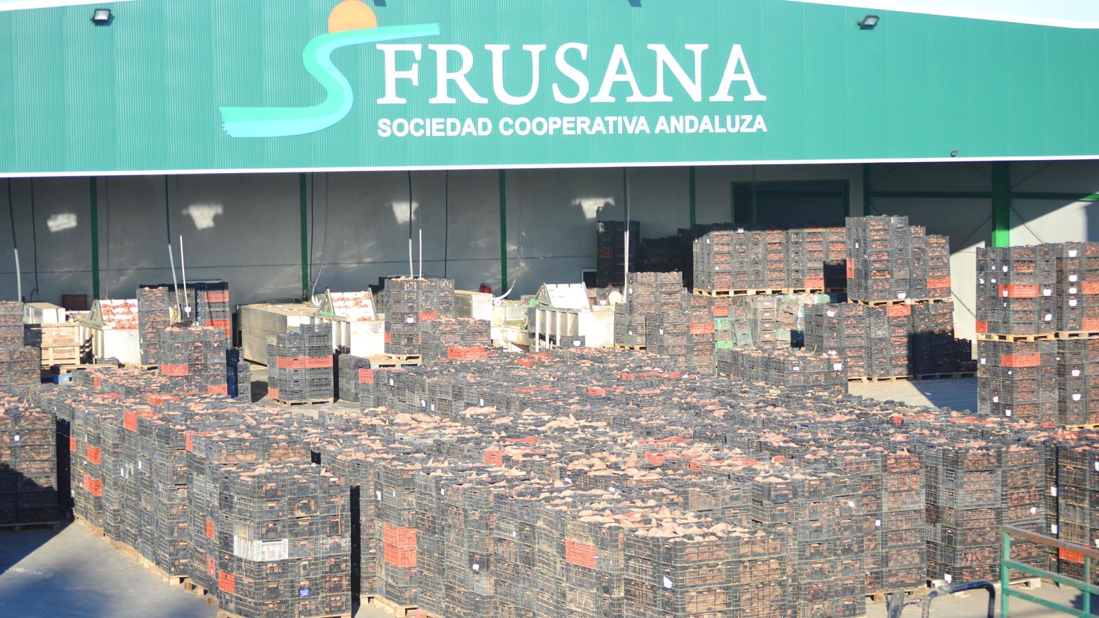 Miles de palés preparados para su distribución.