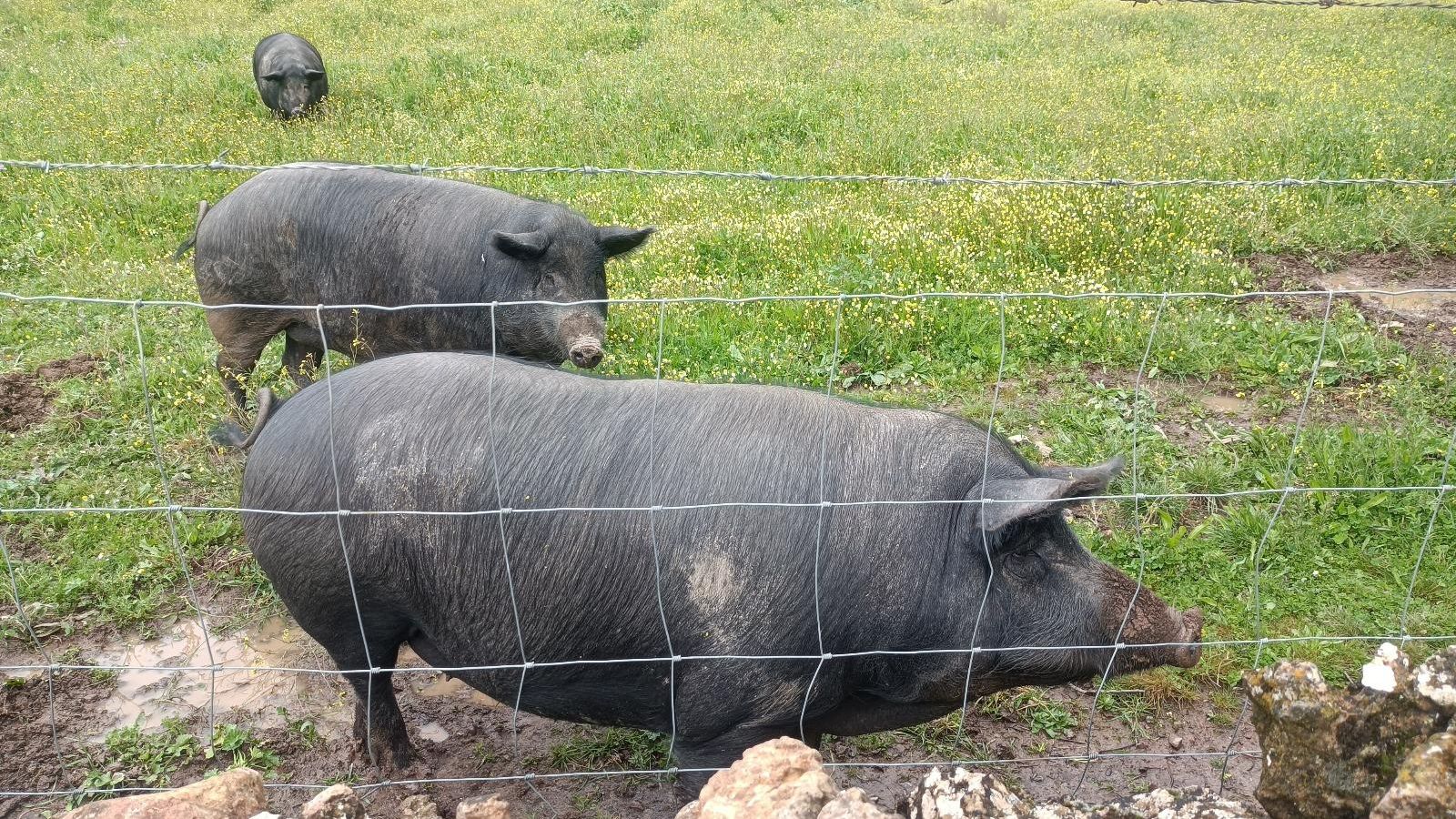 No pueden faltar los cerdos ibéricos por esta zona de la sierra.