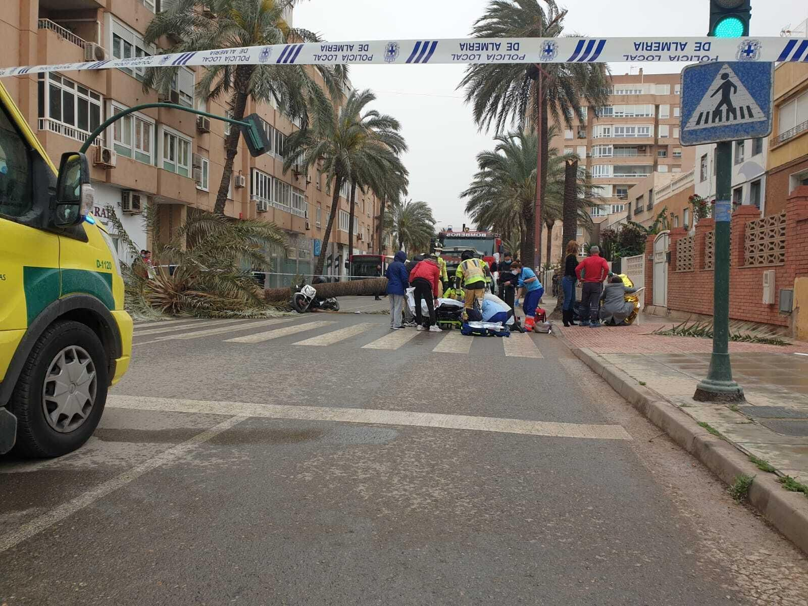 Una palmera causa un brutal accidente en Almería
