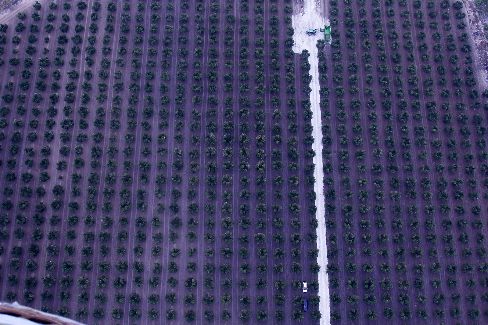 Reportaje sobre el aceite de oliva