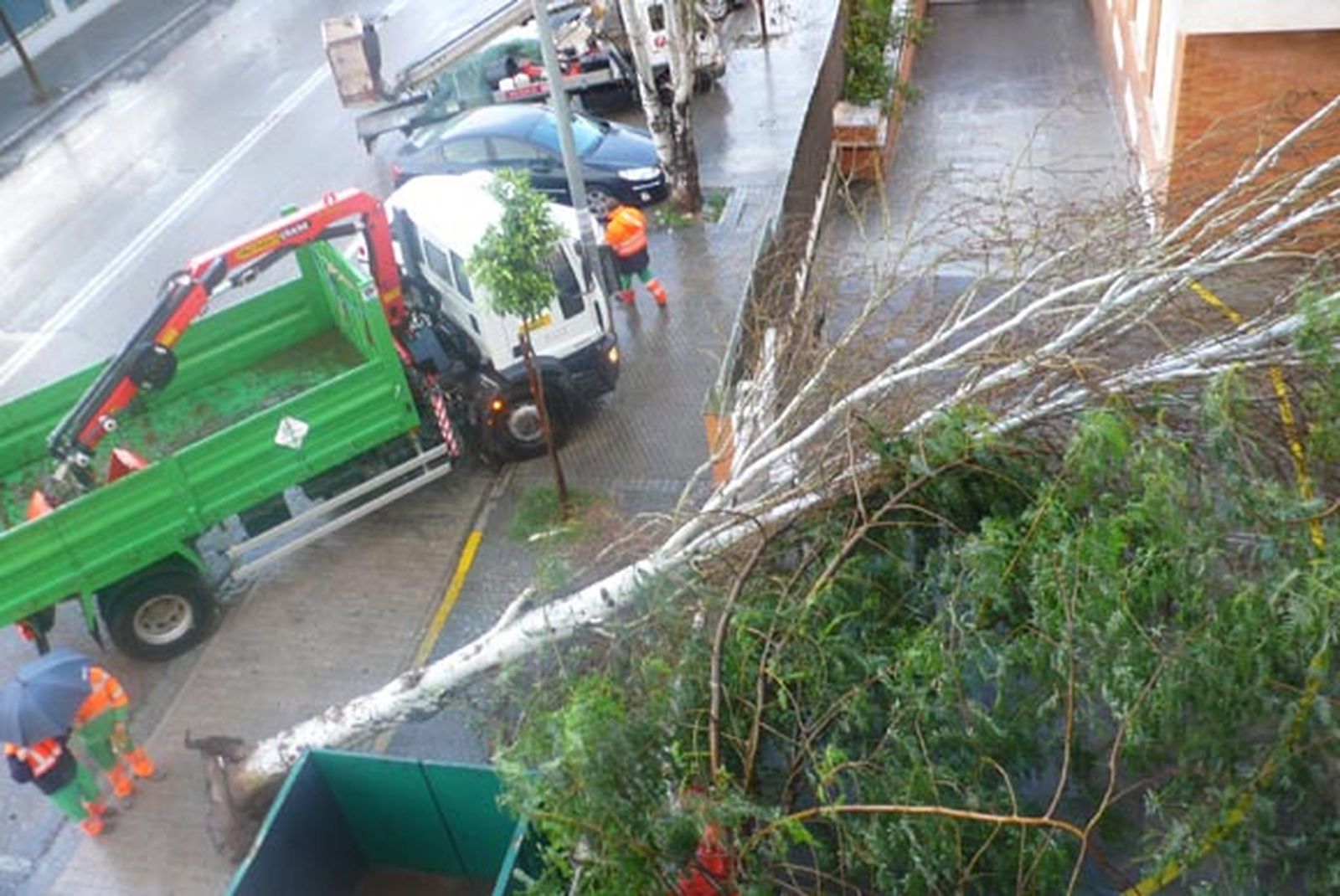 El fuerte viento provoca la caída de un árbol en Los Bermejales