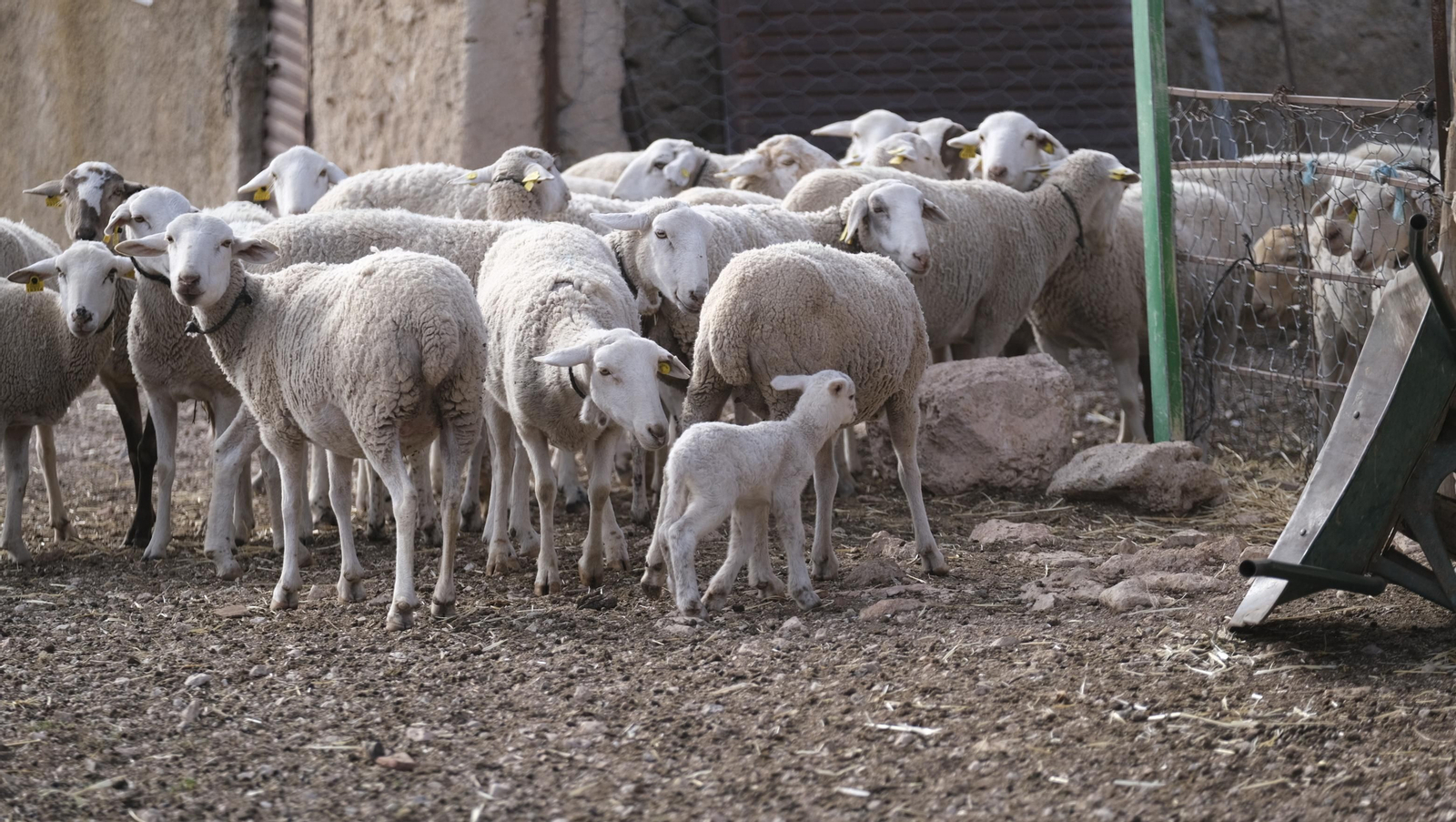 Fotogalería de la ganadería tradicional de Vélez Rubio, las imágenes más tiernas de los corderos recién nacidos