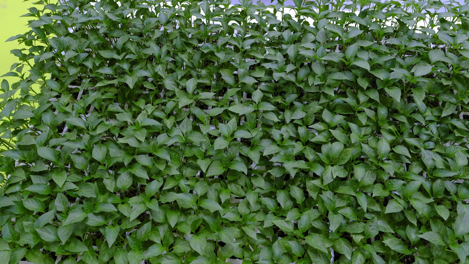 Imágenes del segundo día de Expolevante Níjar 2024