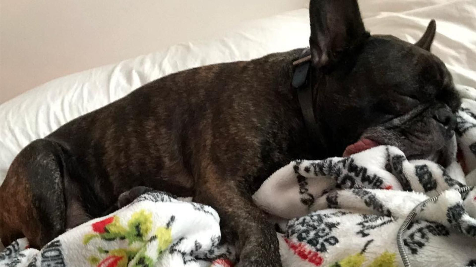 Gary, el perrete de Carrie Fisher.