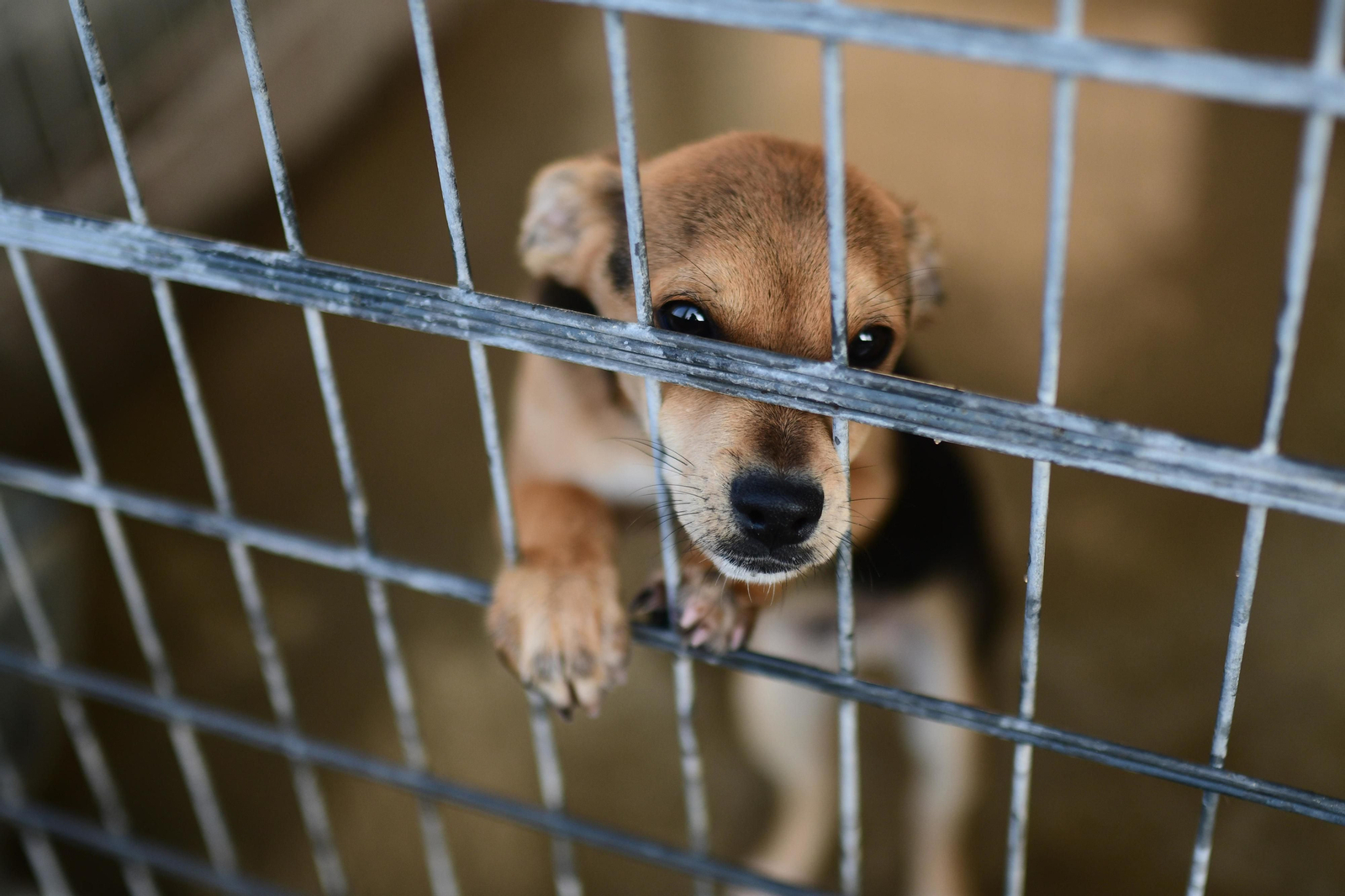 Mascotas que esperan dueño en las perreras de Sadeco