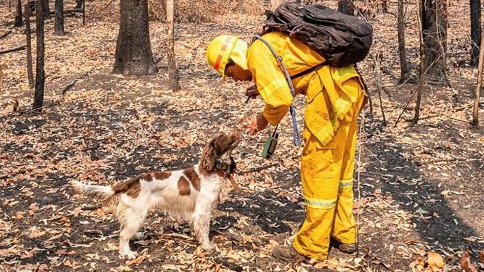 Una perra ayuda a los guardas forestales australianos a encontrar koalas en peligro.