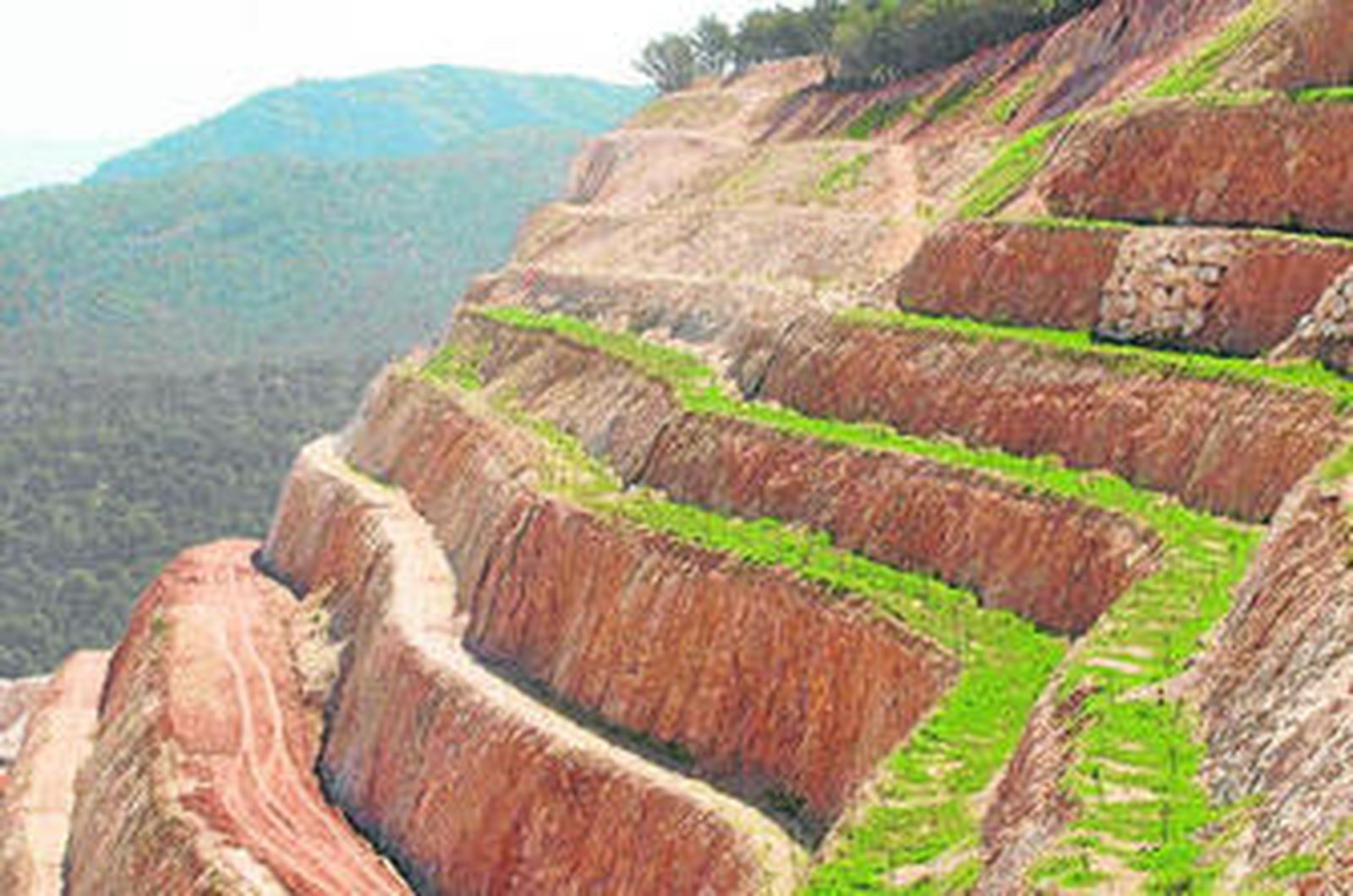 Vista de los bancales durante el proceso de repoblación forestal.