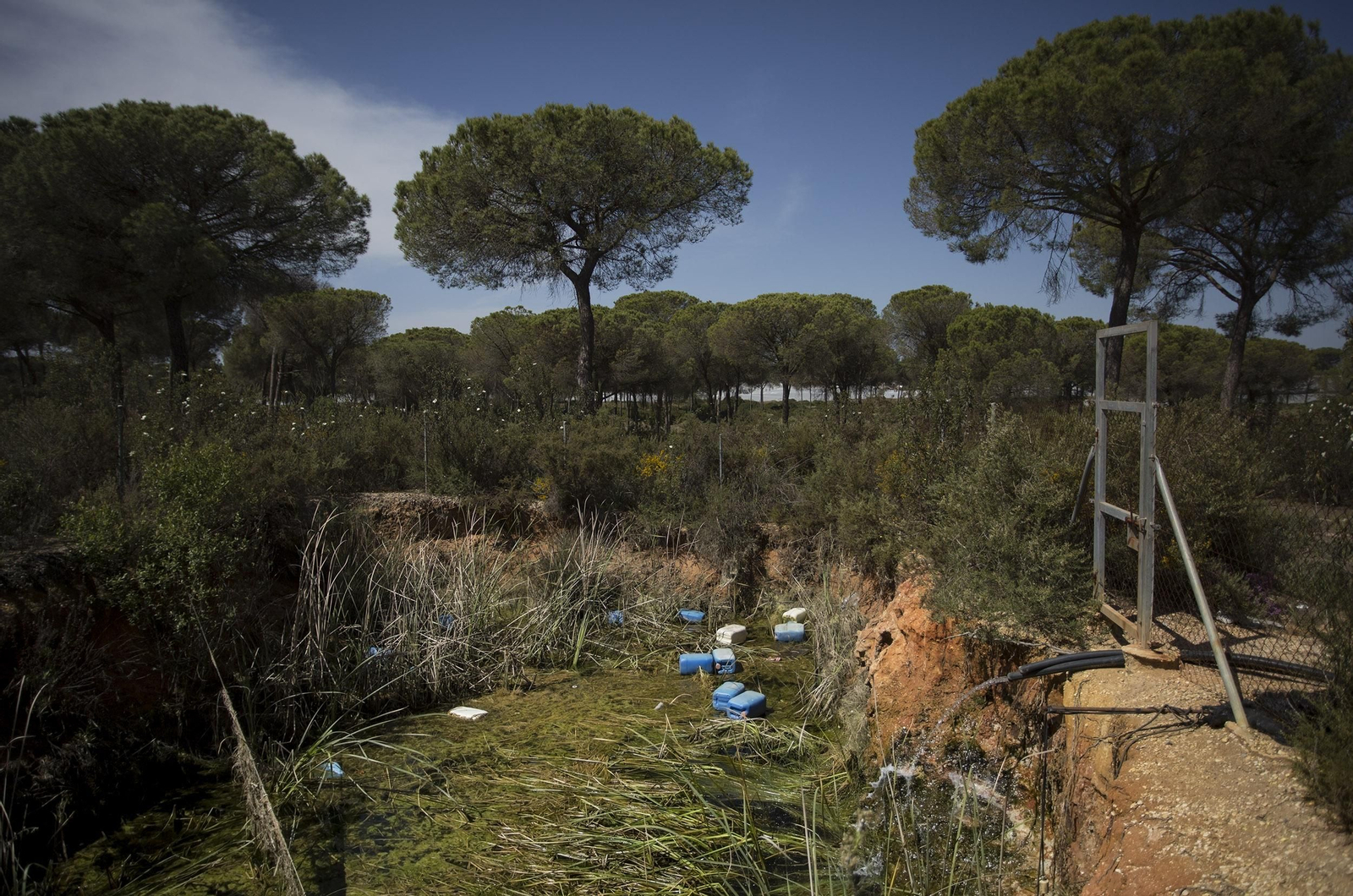 Pozo ilegal en el entorno de Doñana.