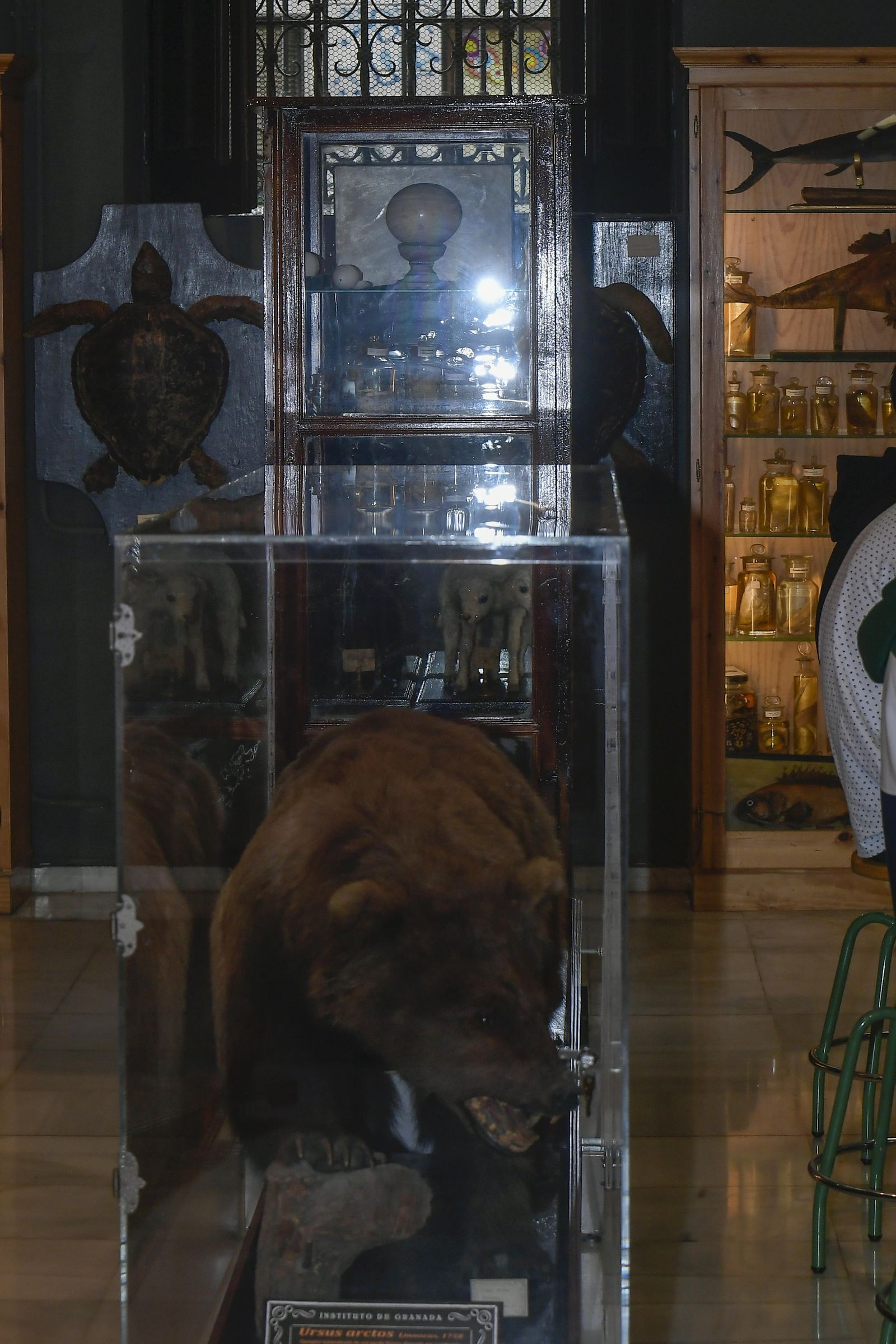 La inauguración del Museo de Ciencia del IES Padre Suárez de Granada, en imágenes