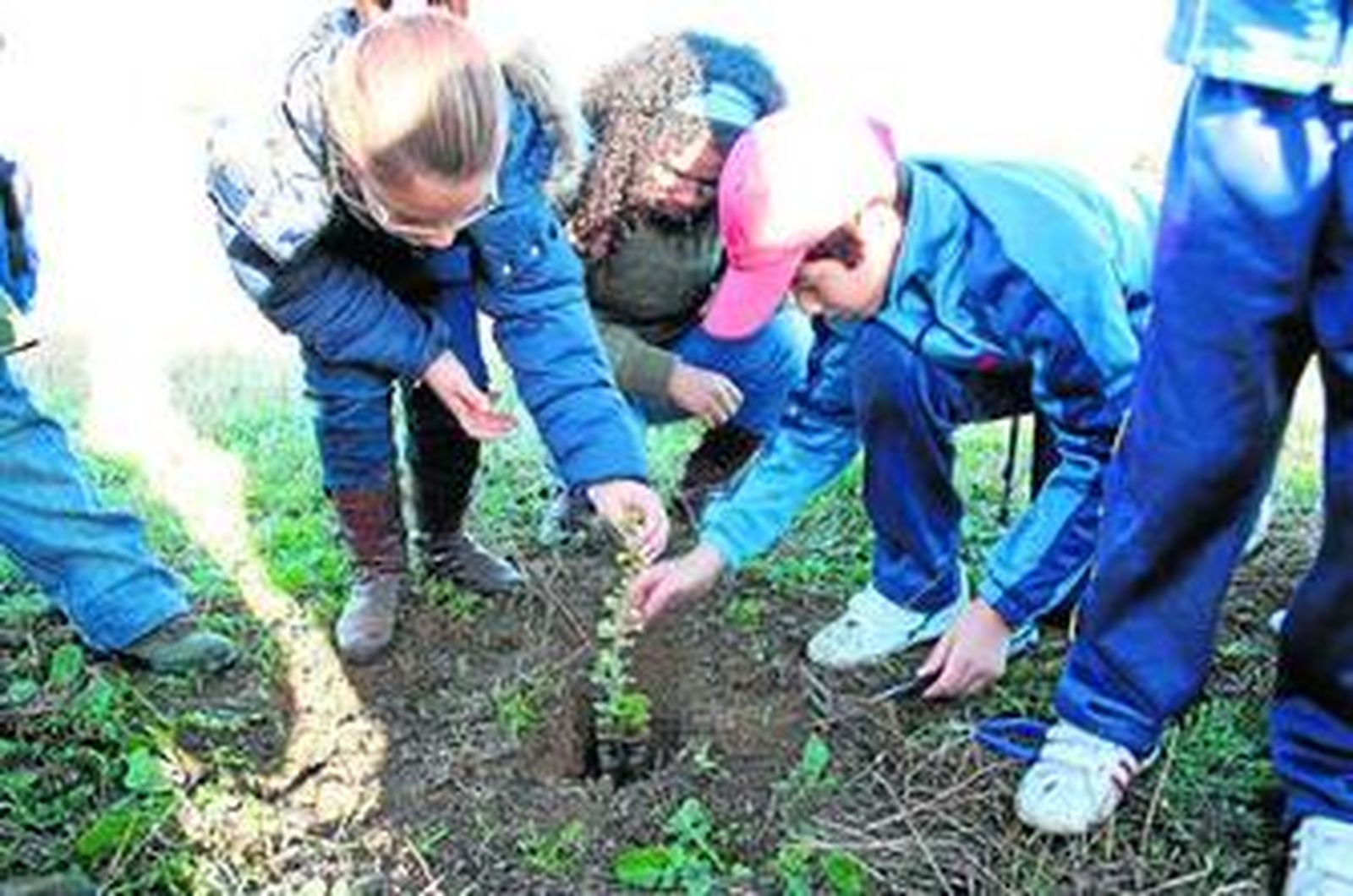 Un grupo de niños procede a colocar un plantón en el hueco preparado para ello en el suelo.