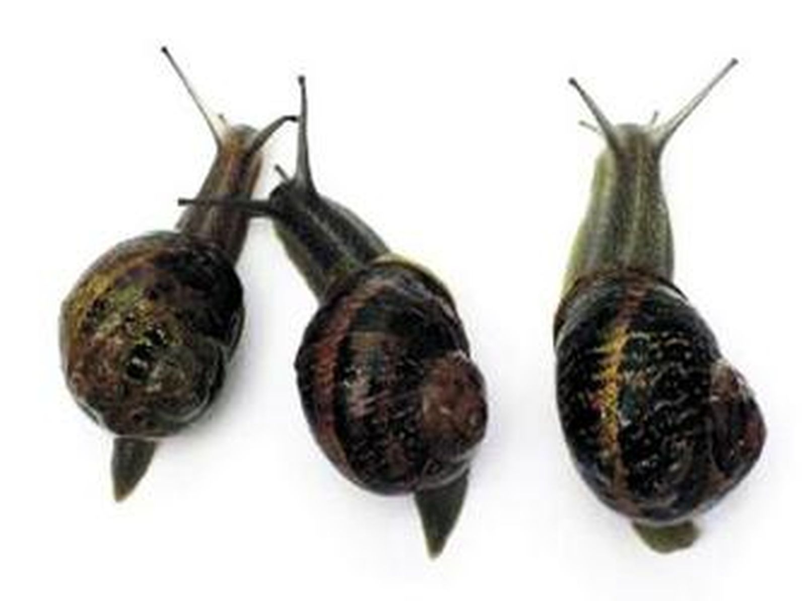 1. 'Matilde', de Vito Palmieri (Italia). 2. 'La boda', de Marina Seresesky (España). 3. 'Love al First Sight', de Mark Playne (Reino Unido). 4. 'Fracaso escolar', de Gracia Querejeta (España).