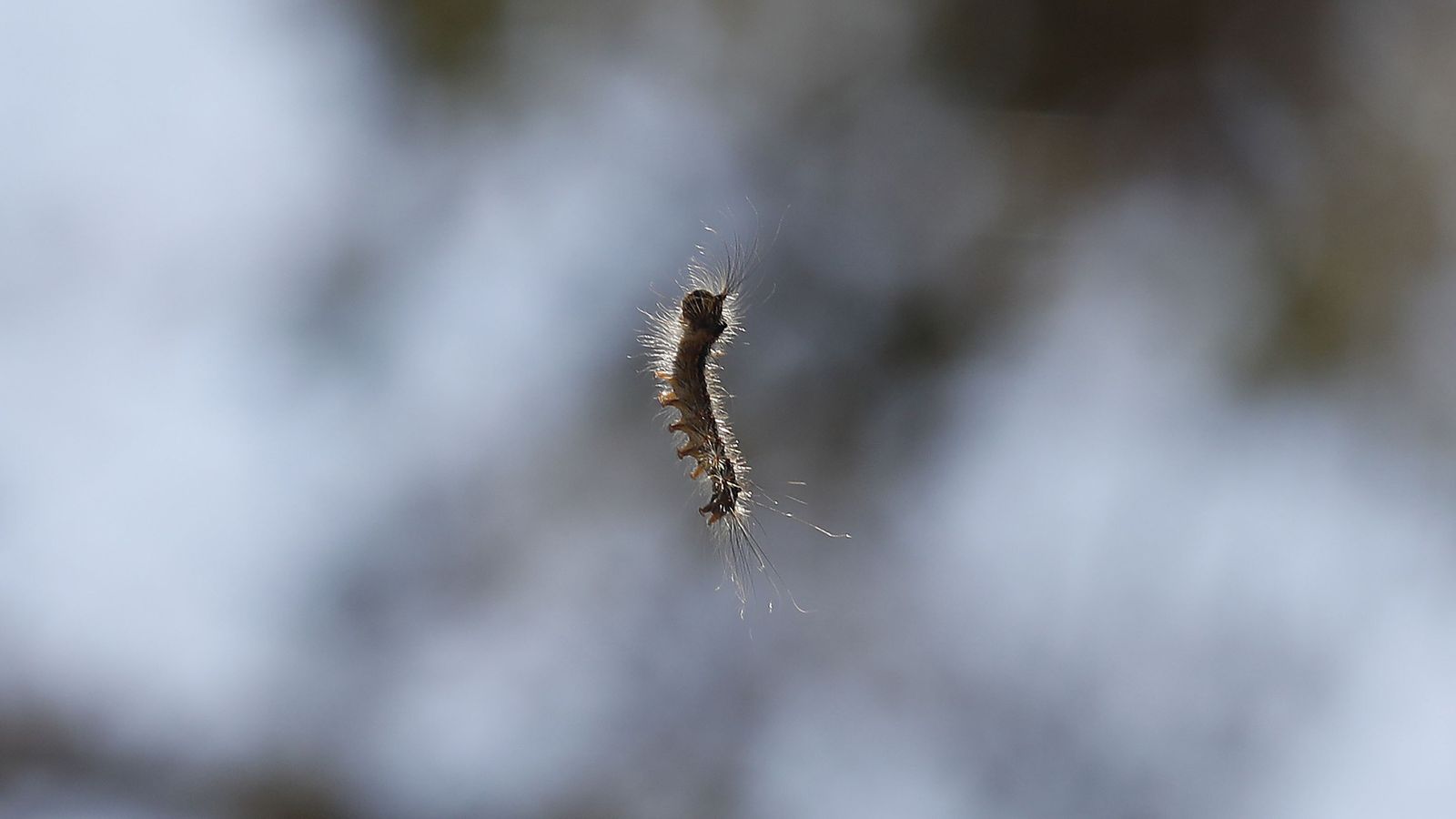 Una largarta peluda.