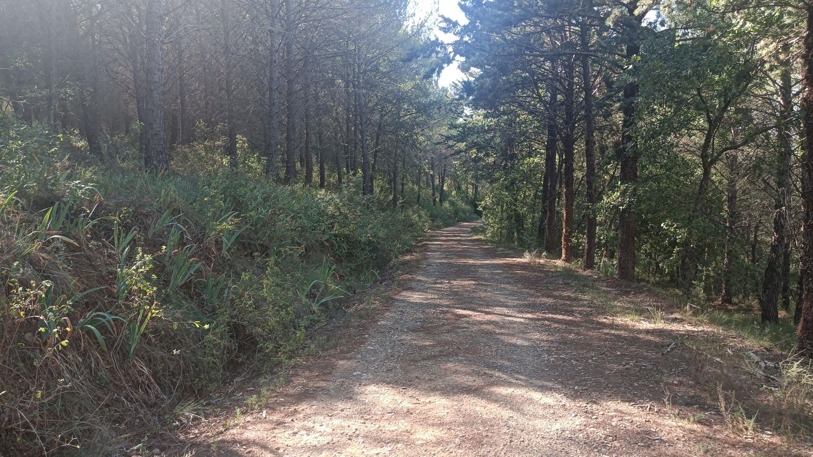 Descenso hacia Graus por un bonito bosque.