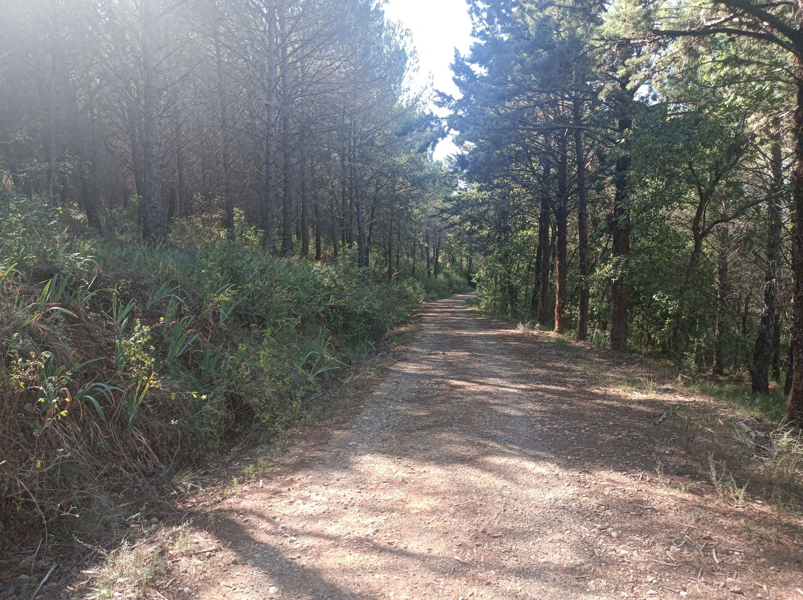 Descenso hacia Graus por un bonito bosque.
