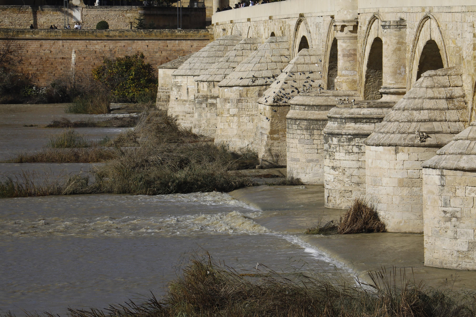 El caudal del río Guadalquivir recupera la normalidad en Córdoba, en imágenes