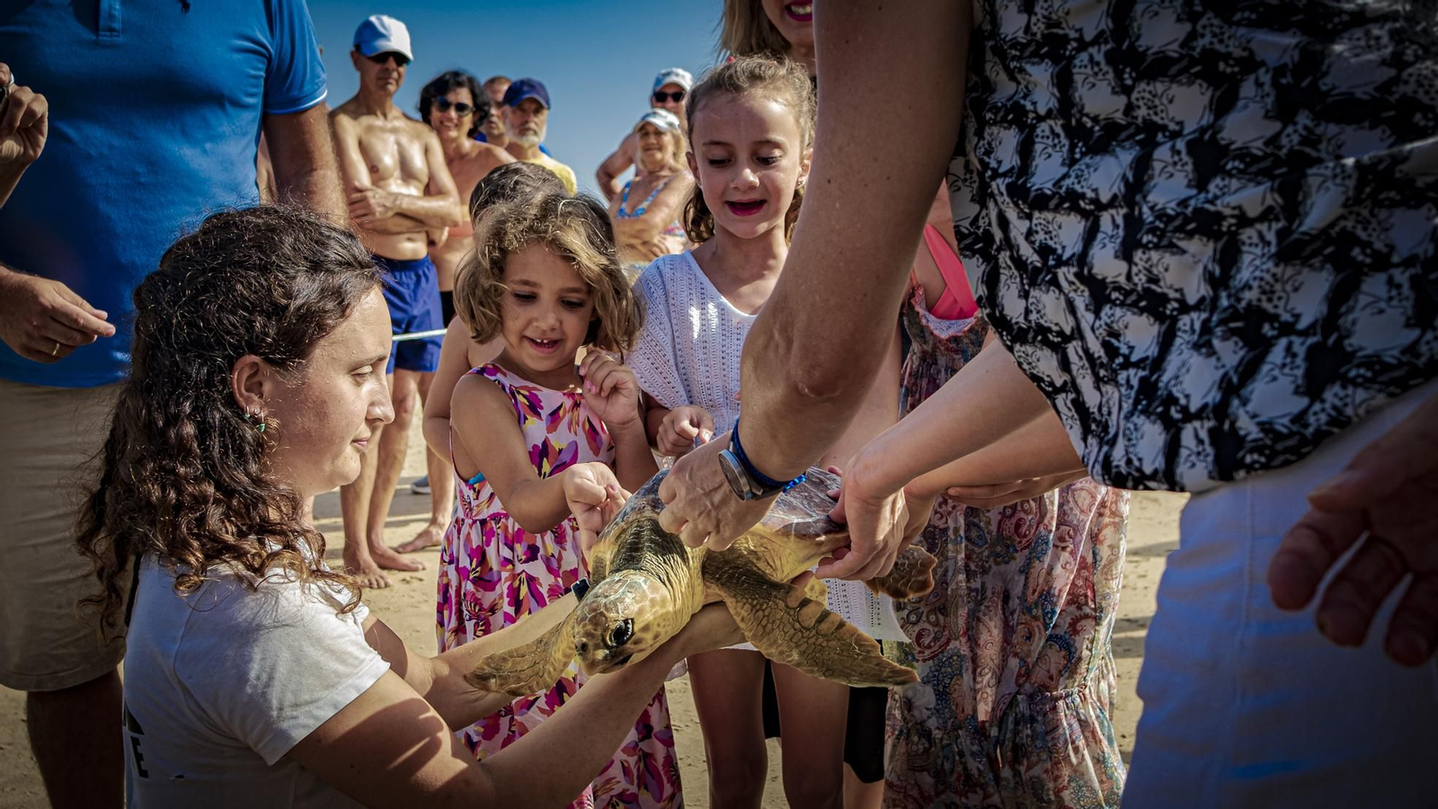 Las imágenes de la vuelta al mar de tres tortugas marinas en la playa de Cortadura, en Cádiz.