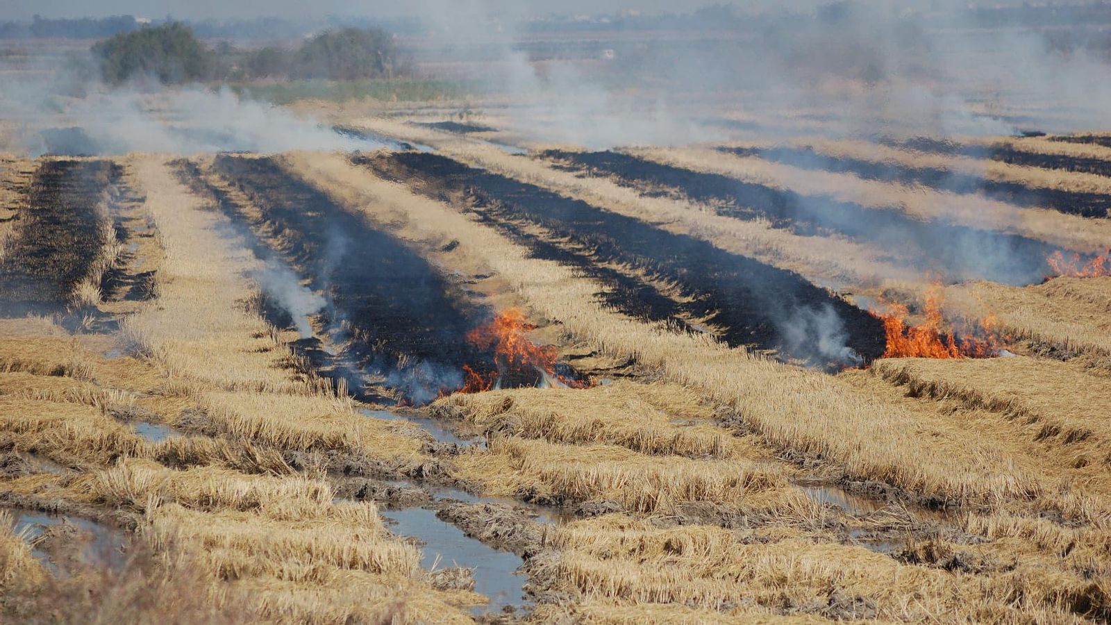 Quema de rastrojos en una tabla de arroz.