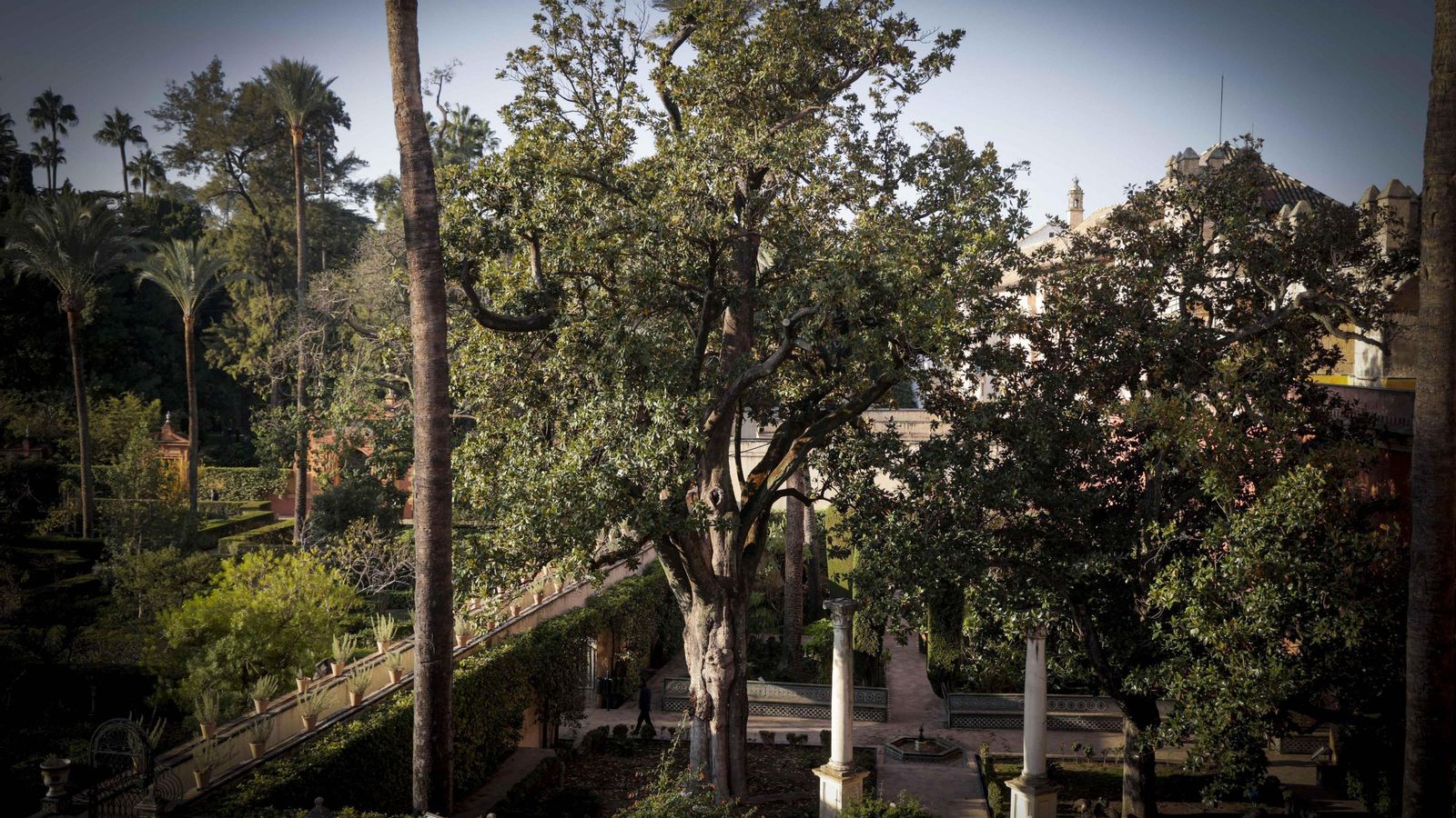 El magnolio protegido del Alcázar.