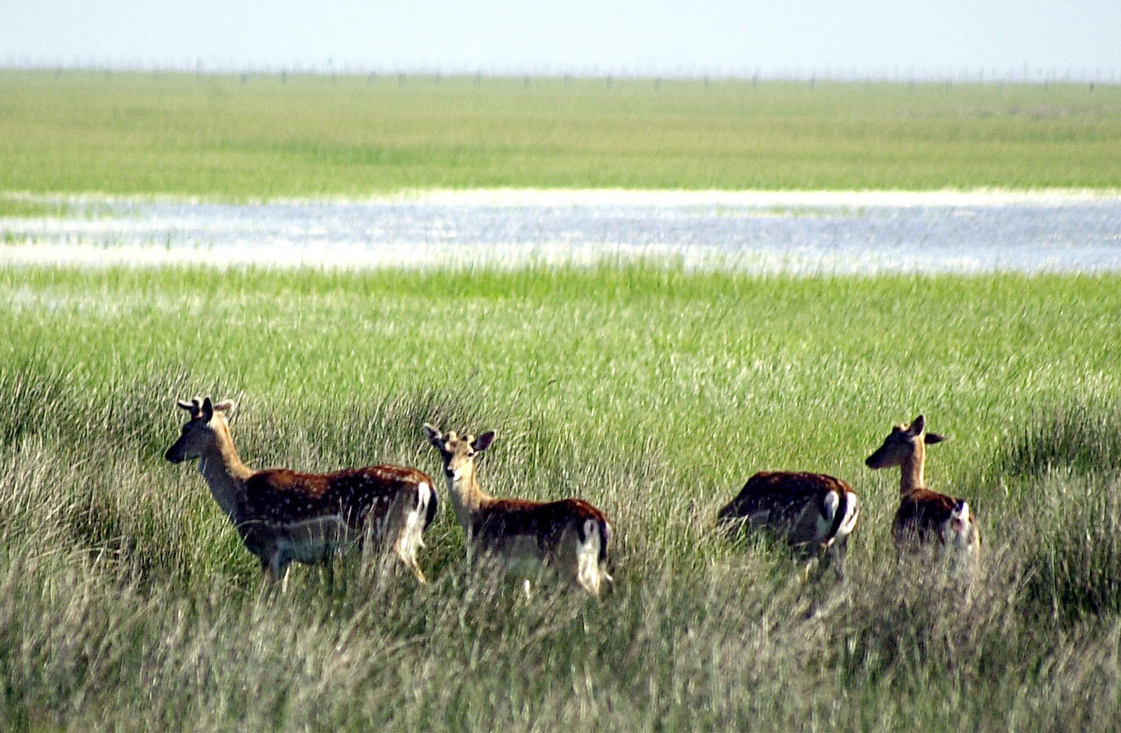 Ciervos junto a las lagunas de Doñana.