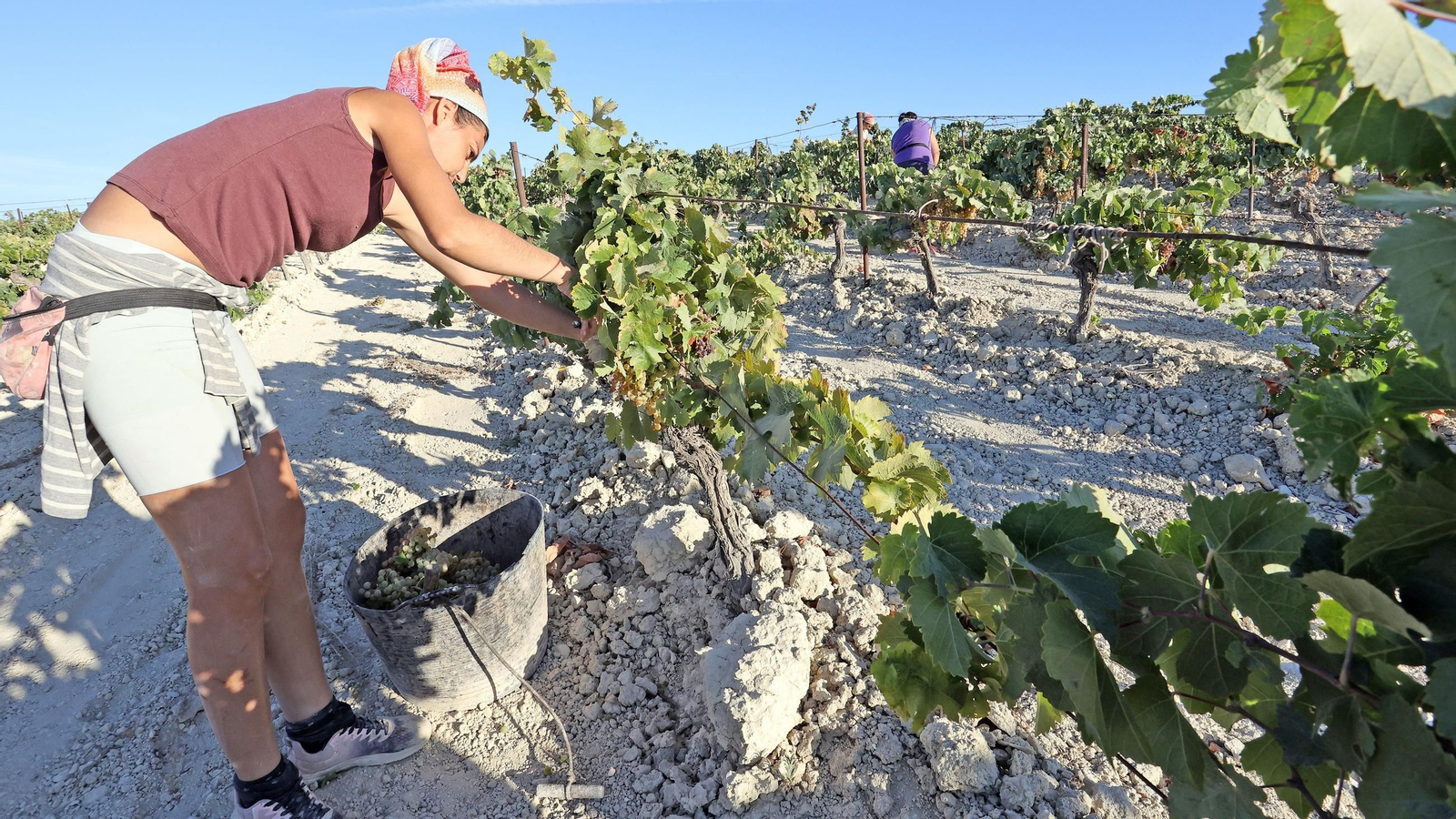 Vendimia a mano en la Viña El Caribe en Jerez