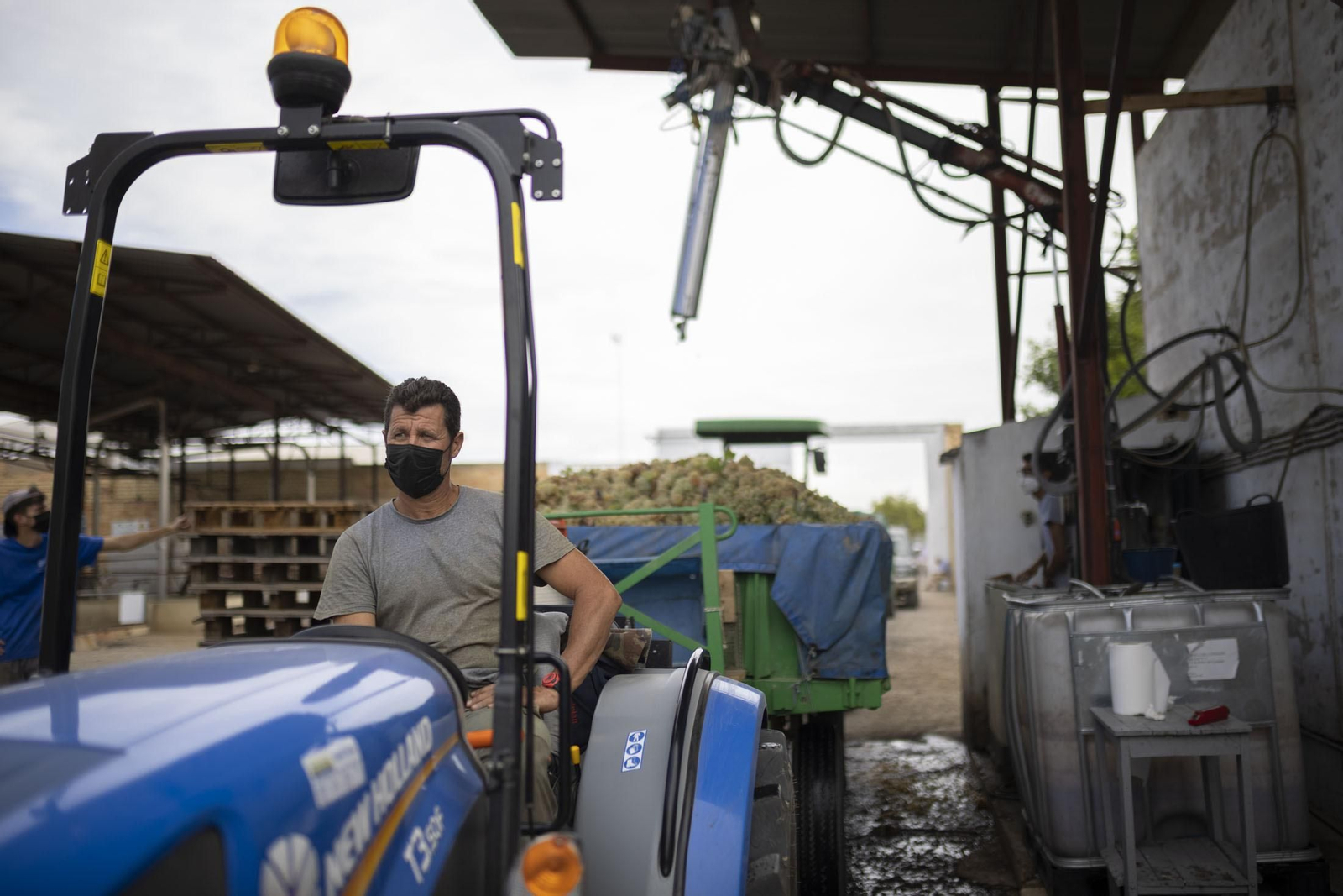 Imágenes de la vendimia en el Condado de Huelva