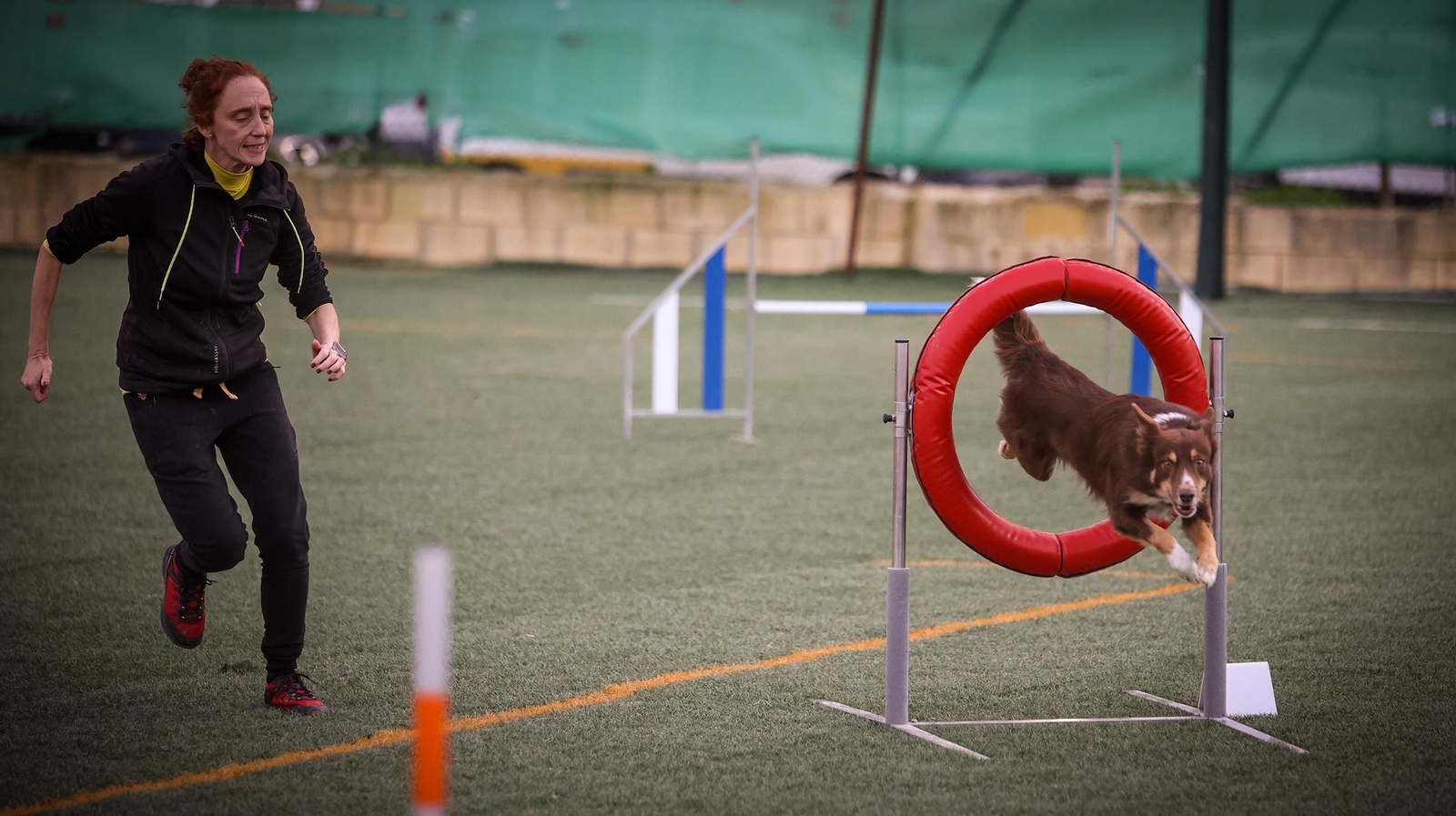 Habilidad canina en la prueba puntuable para el Campeonato de España de 'Agility' celebrado en Jerez Espectaculares las pruebas de disciplina canina puntuables para el Campeonato de España de Agility