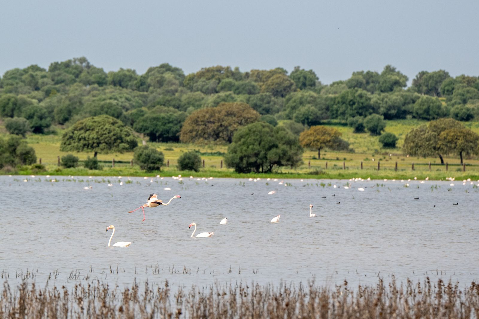 Parque Natural de Doñana