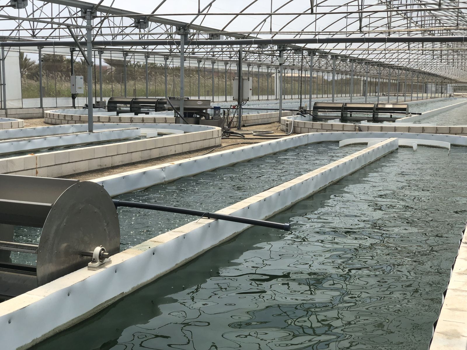 Planta de cultivo de microalgas de Biorizon Biotech.