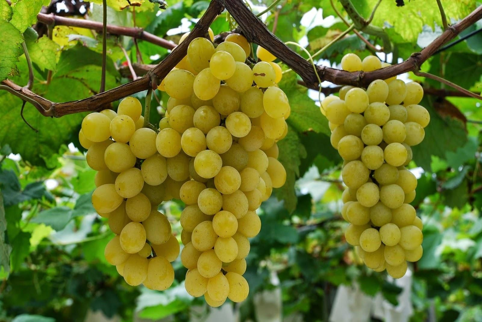 Uvas moscatel.