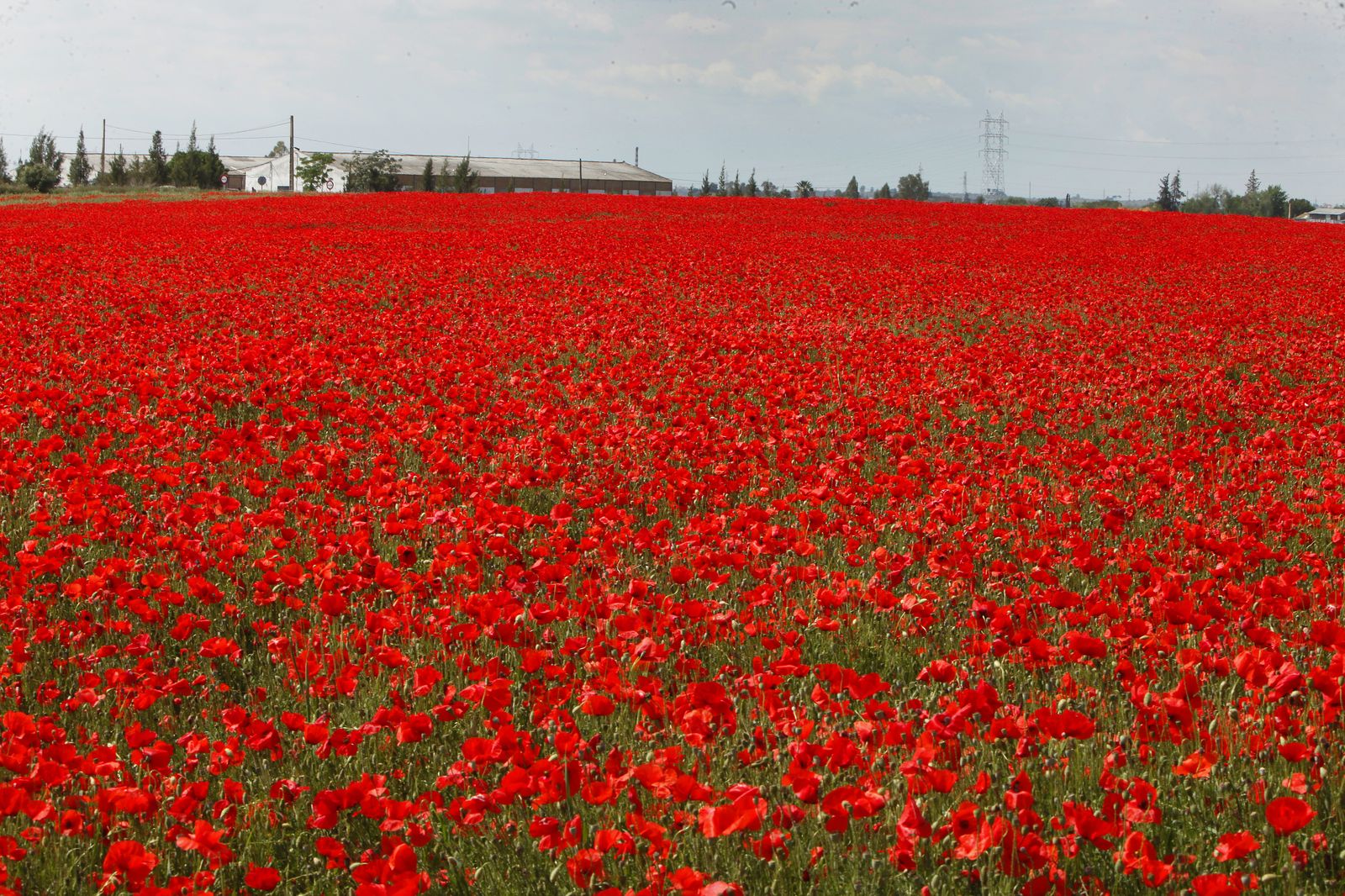 Campo de amapolas en Alcalá de Guadaira